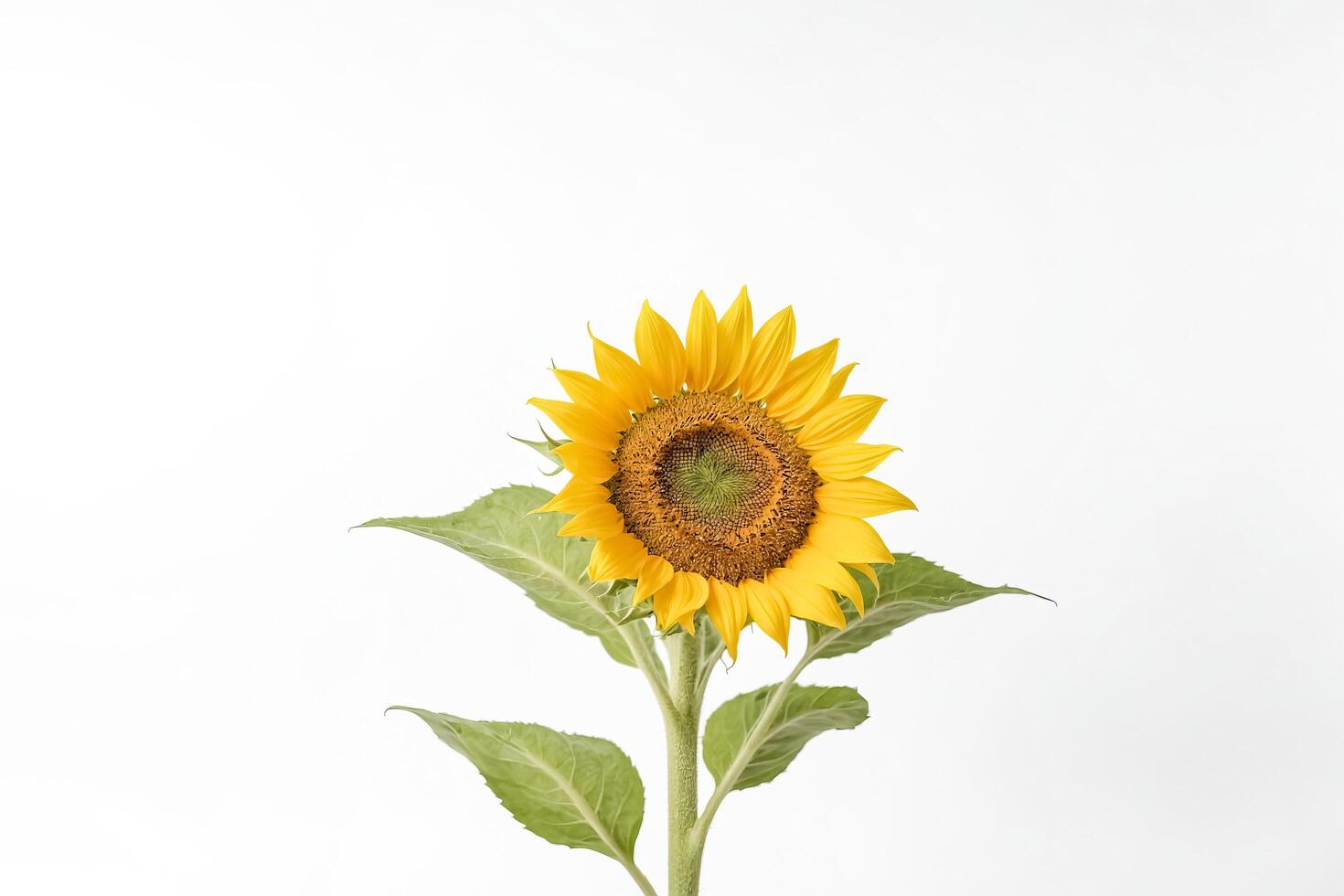 Single Sunflower on White Background photo