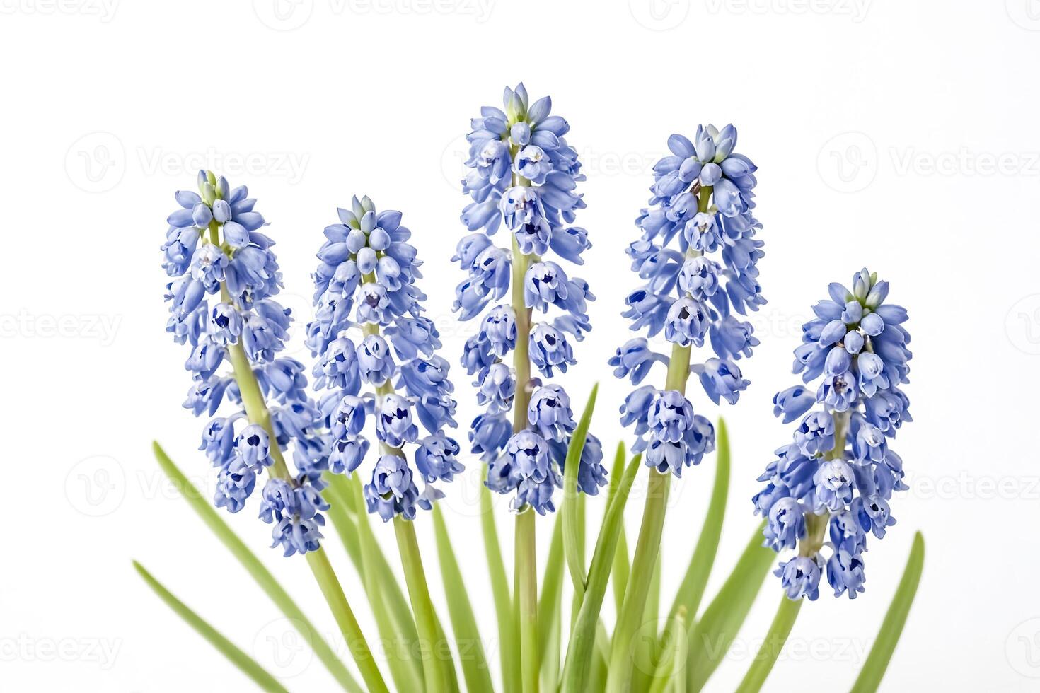 Close-up of Blue Grape Hyacinths on White Background photo