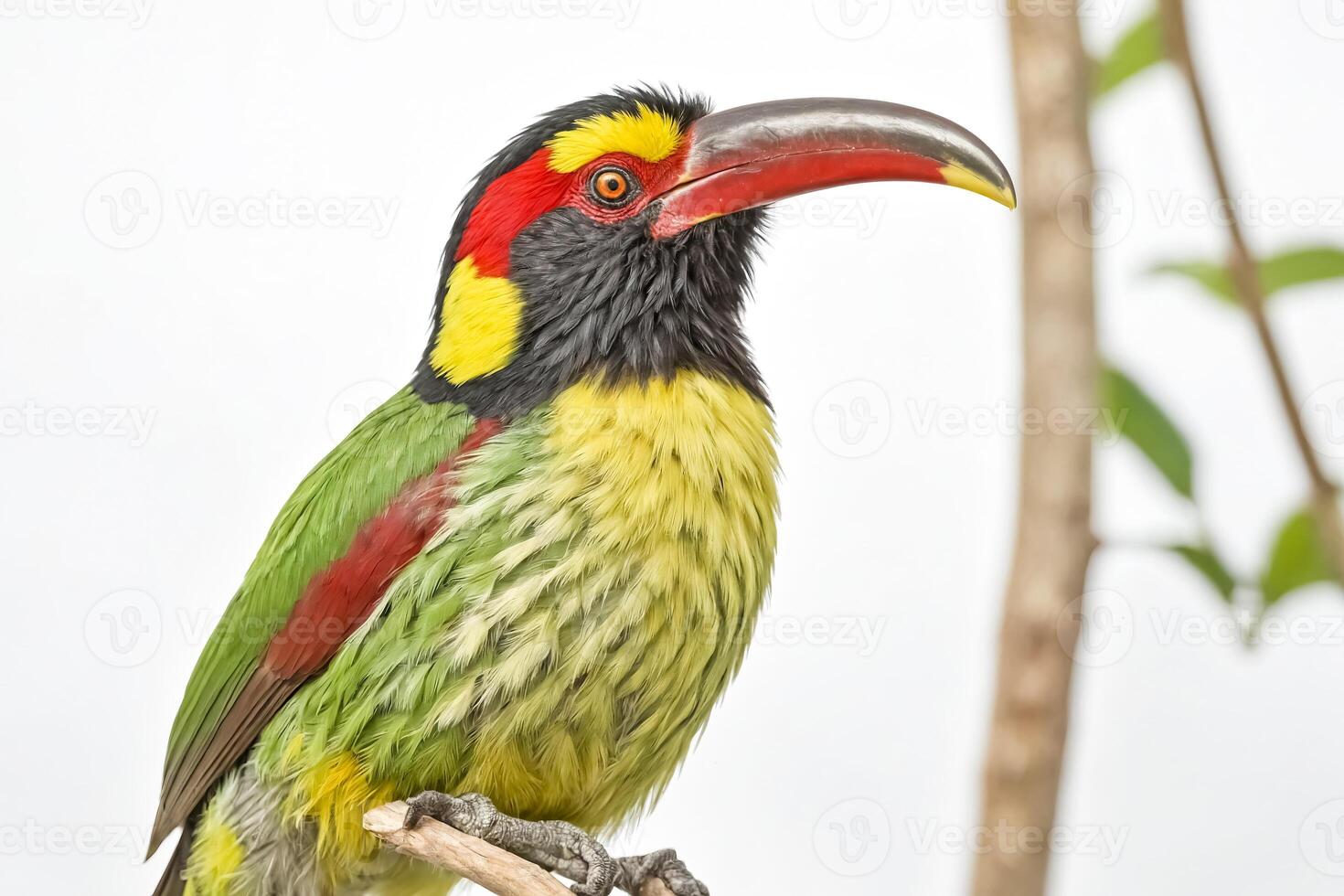 Colorful Bird with Large Beak Perched on Branch photo