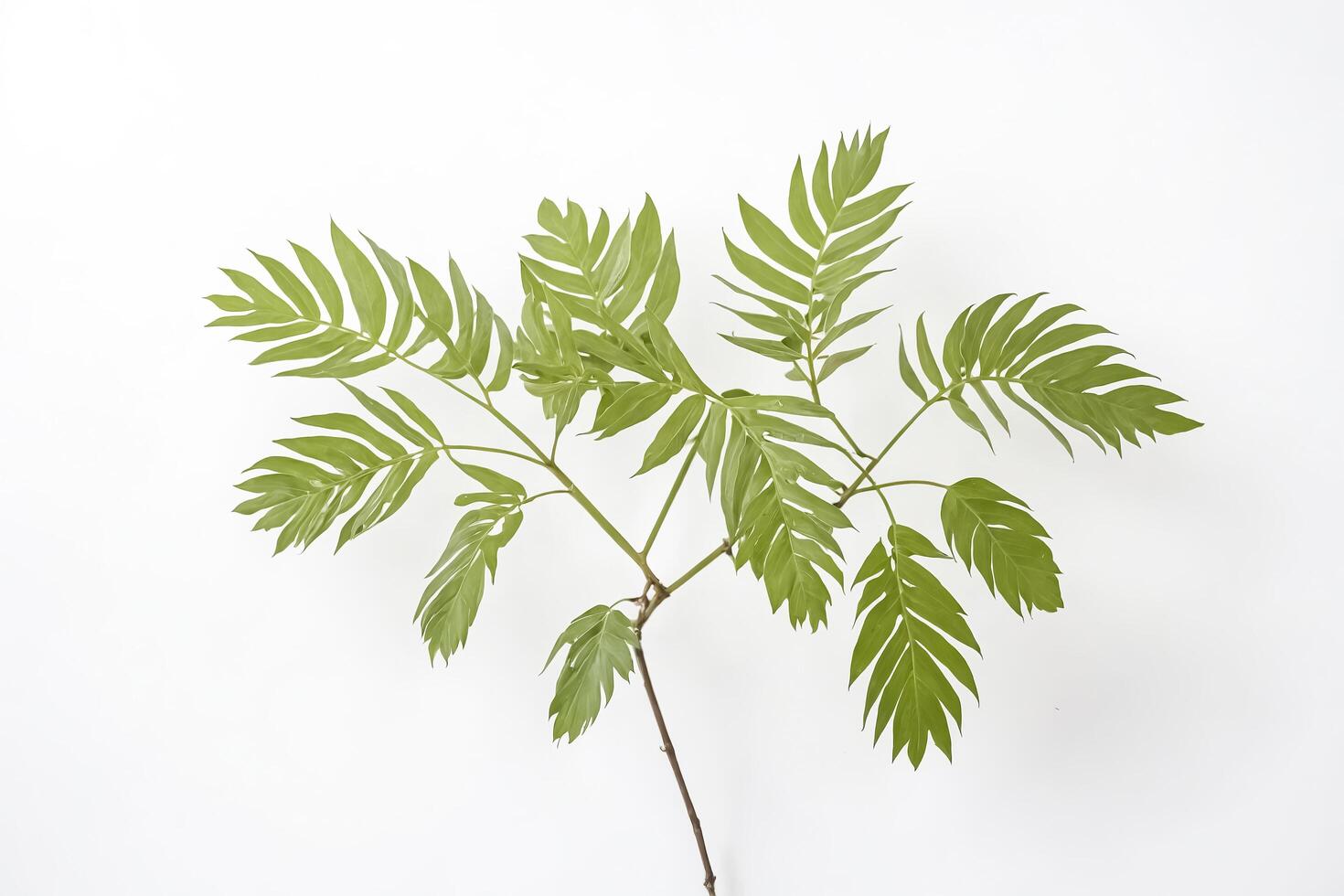 Green Leaves on White Background photo