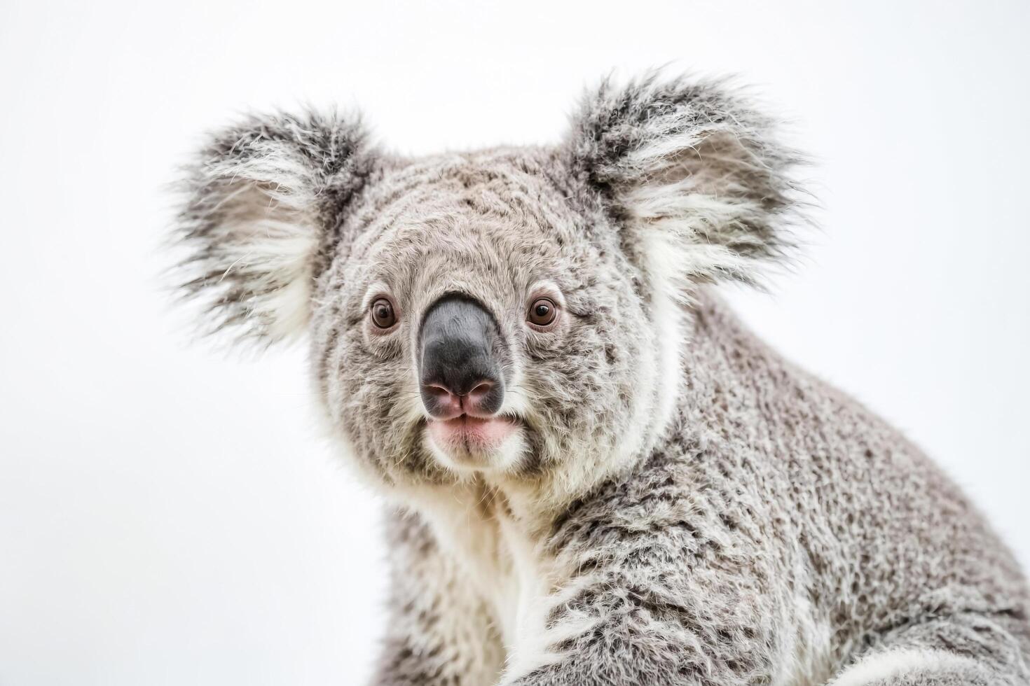 Close-up of a Koala's Face photo