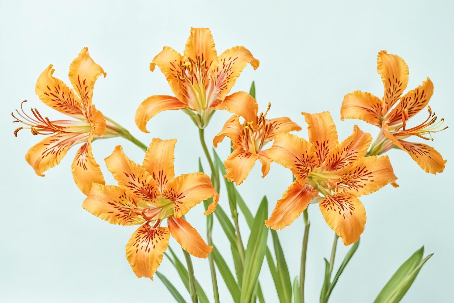 Orange Alstroemeria Flowers on Blue Background photo