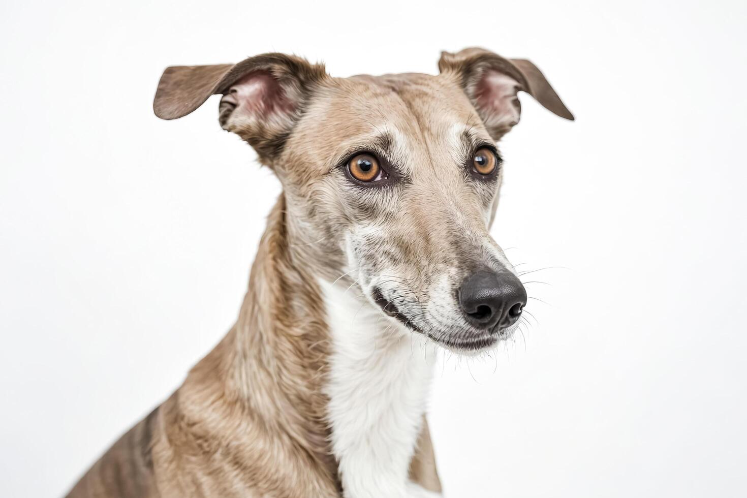 Close-up portrait of a brown and white dog photo
