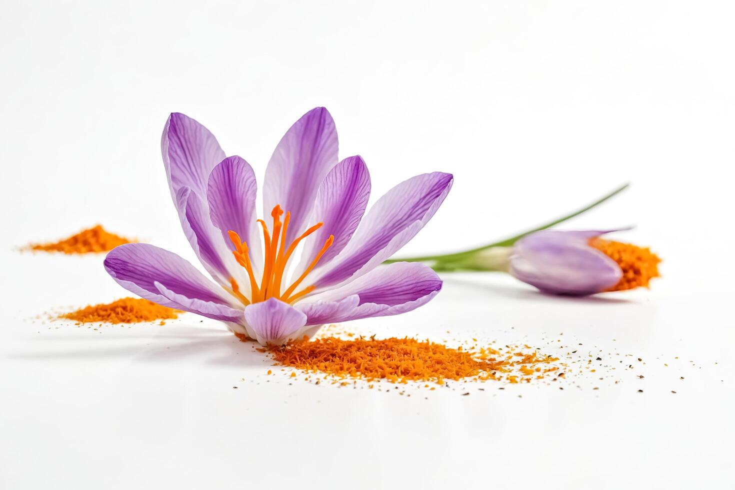 Saffron Flower with Stigmas and White Background photo