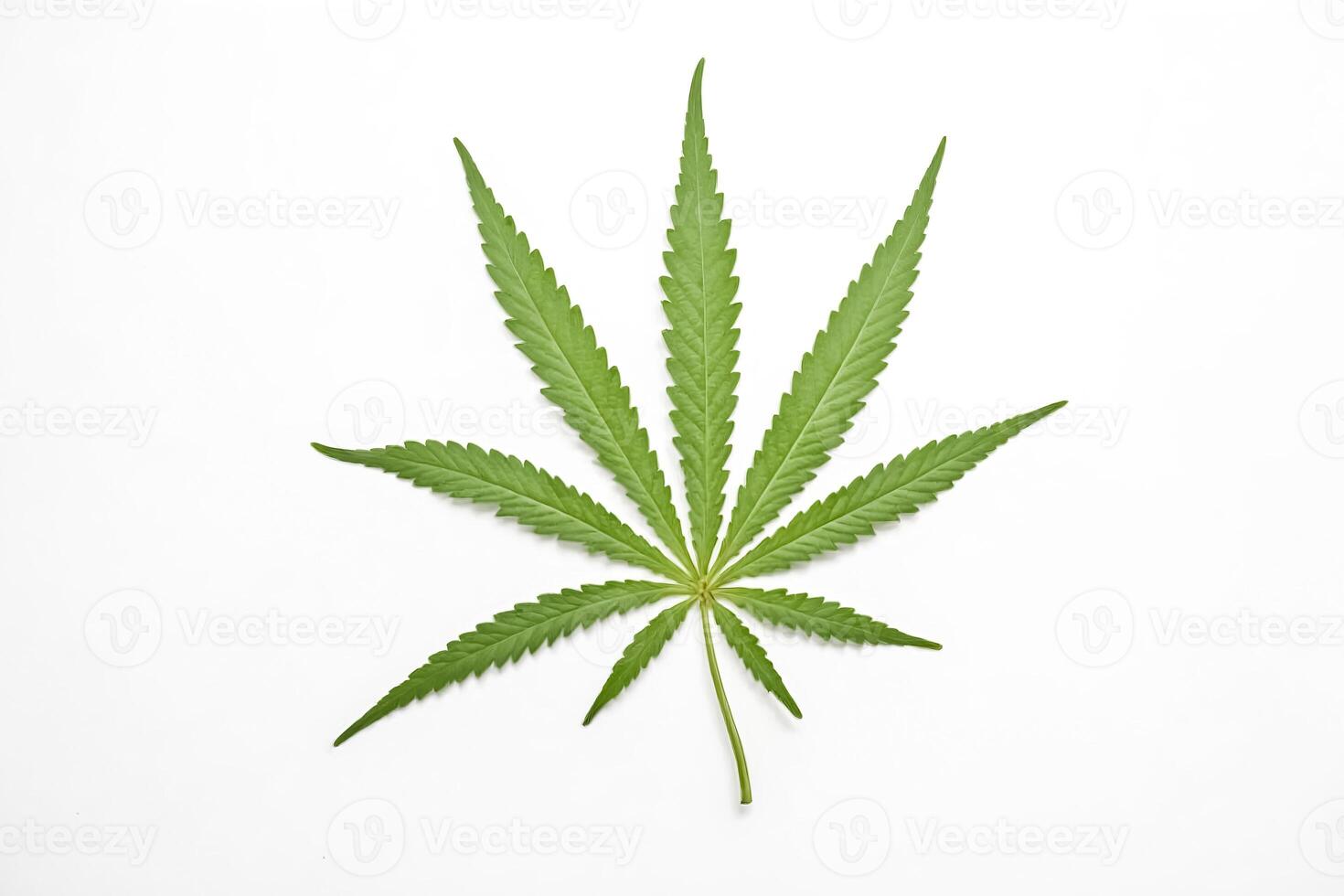 Marijuana Leaf on White Background photo