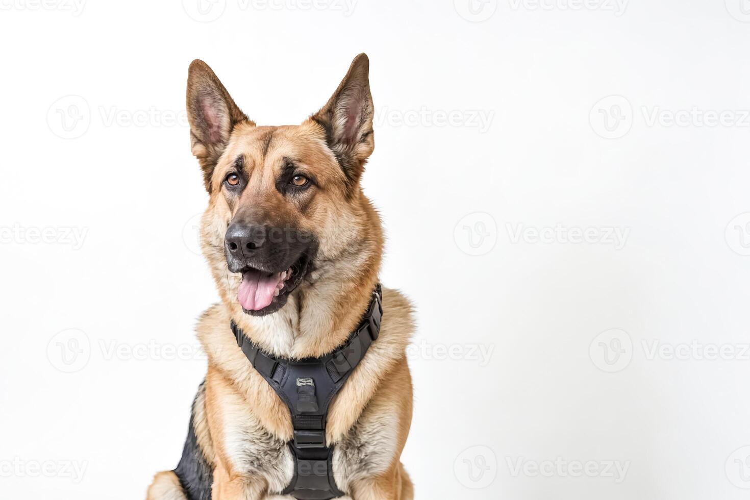 German Shepherd with Black Harness Looking to the Side photo