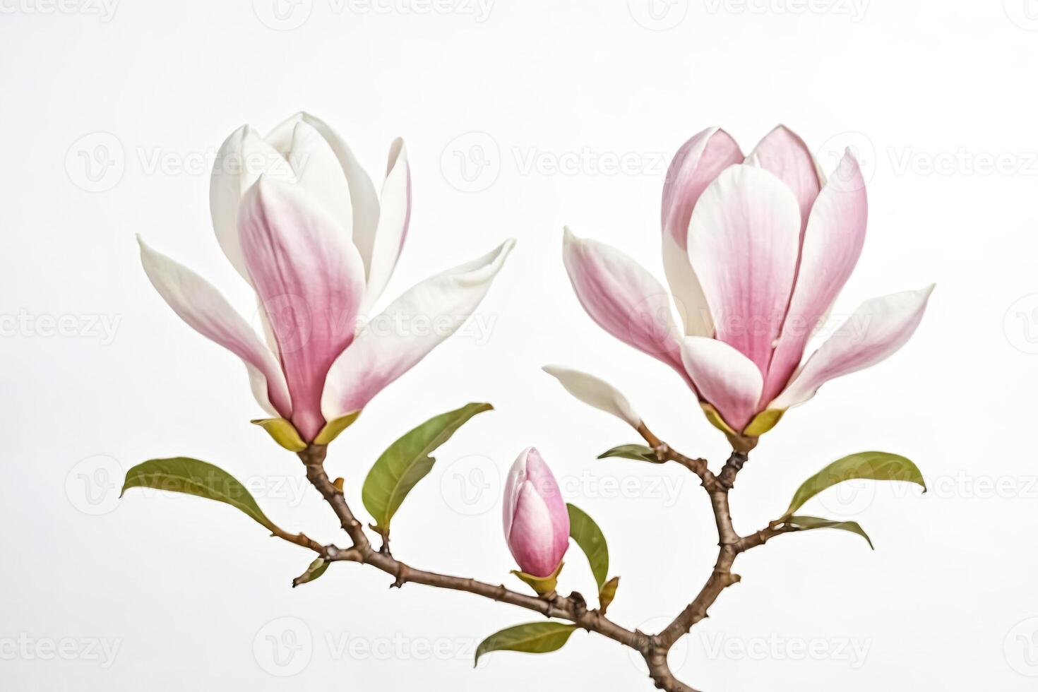 Pink Magnolia Blossoms on a Branch photo
