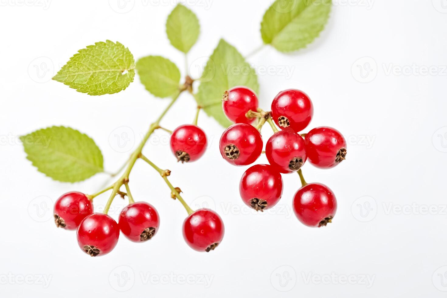 Red Currants on a Branch photo