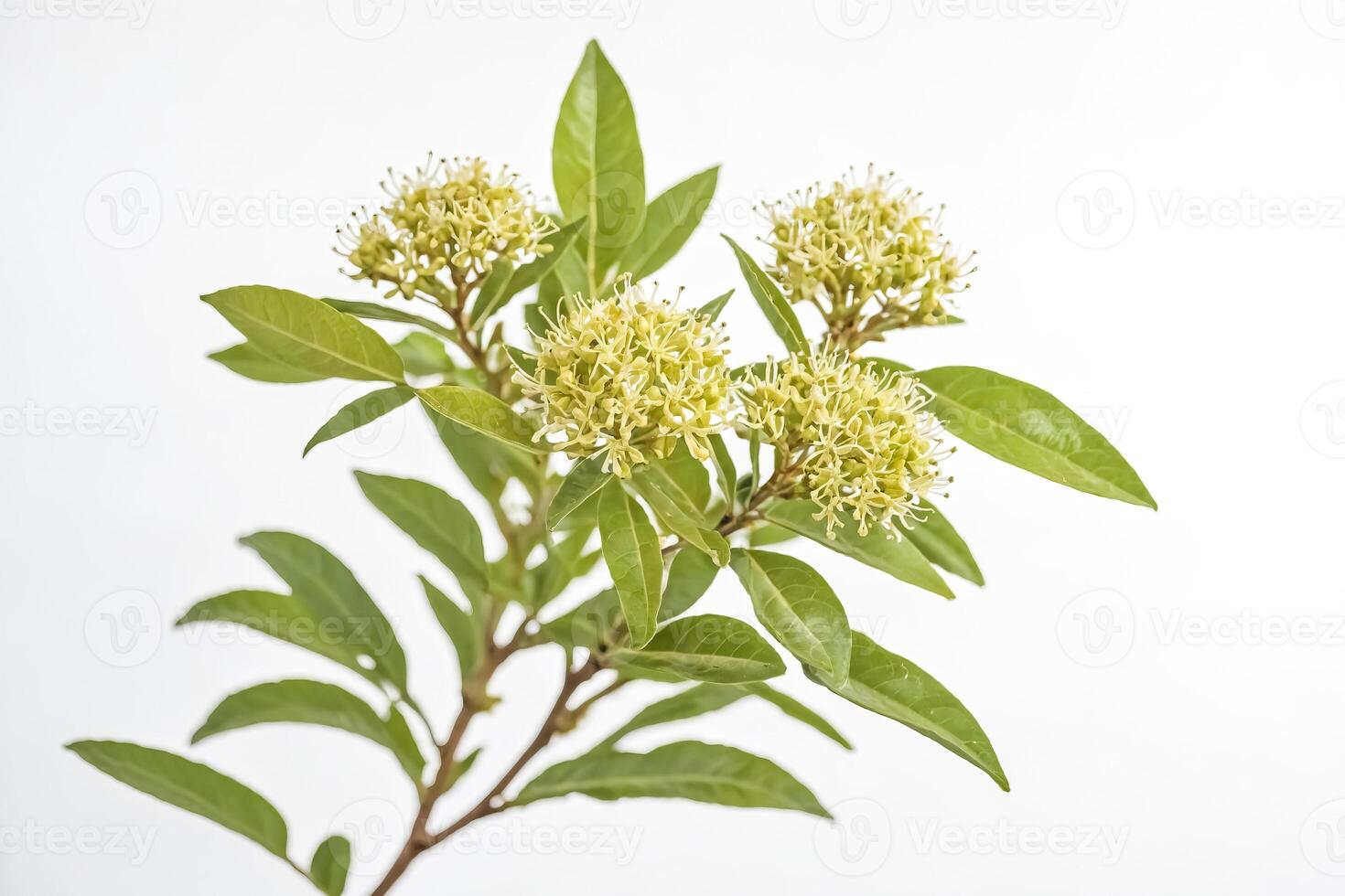Green Branch with Yellow Flowers photo