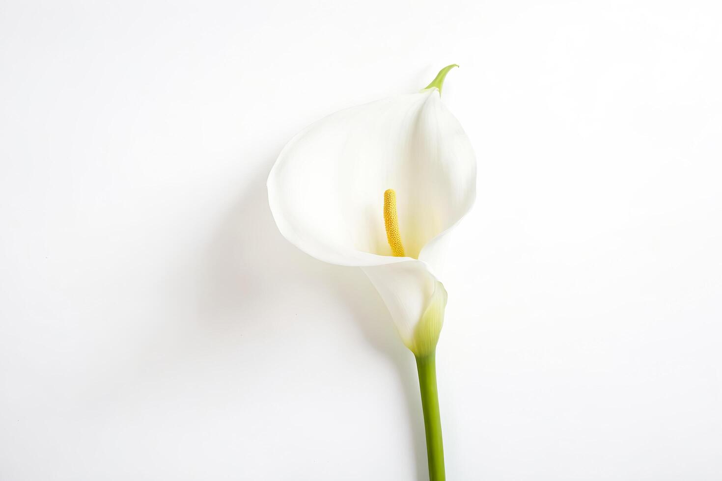 Single Calla Lily on White Background photo