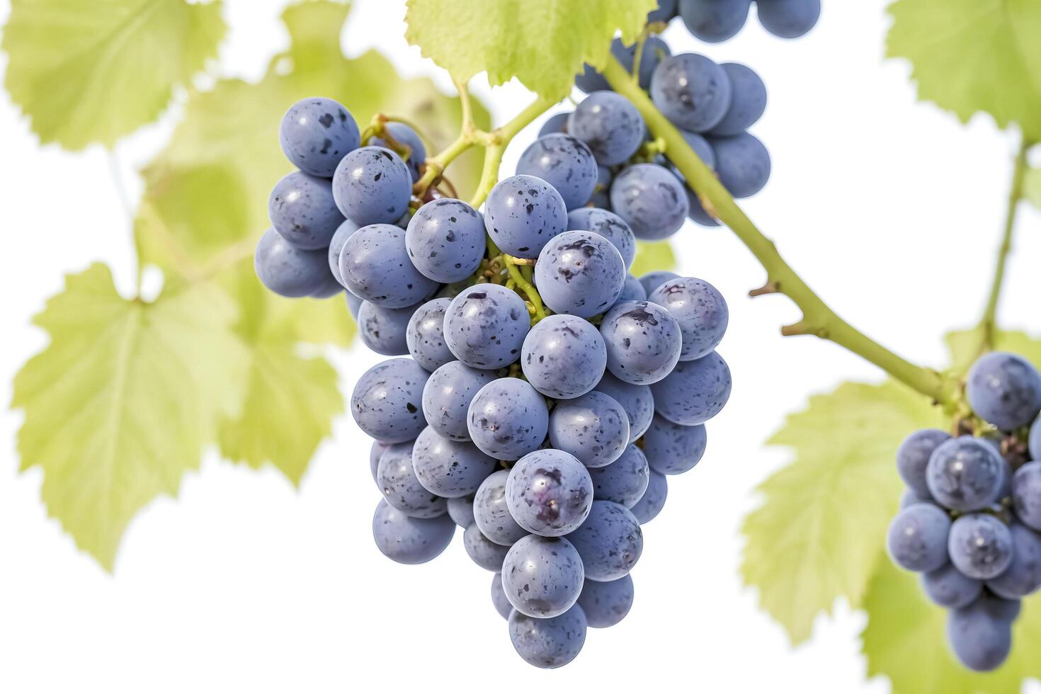 Close-up of a bunch of ripe red grapes on a vine photo