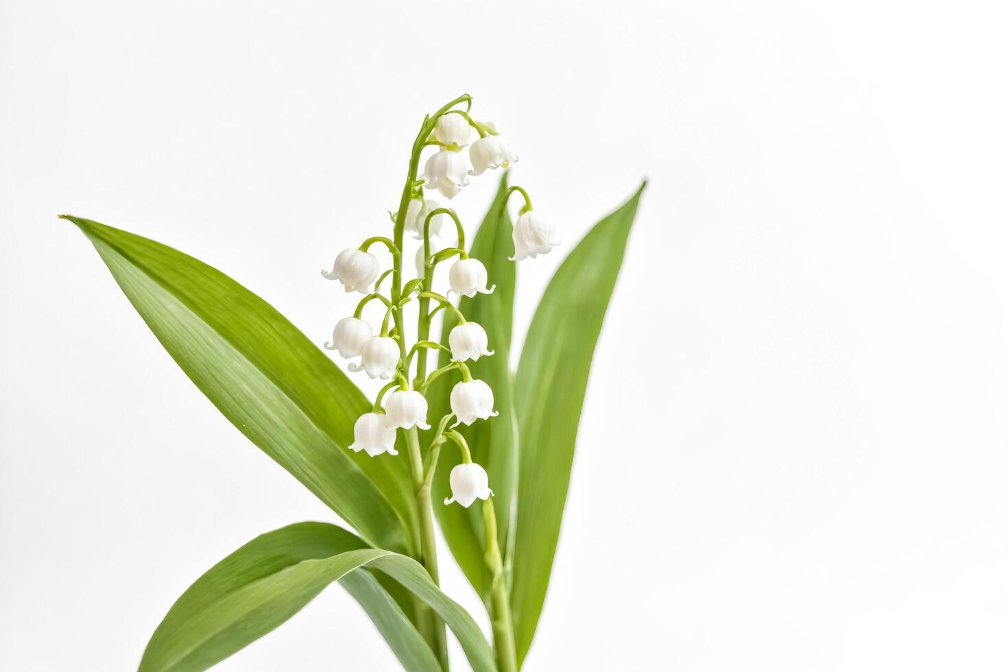 Lily of the Valley Flowers with Green Leaves on White Background photo