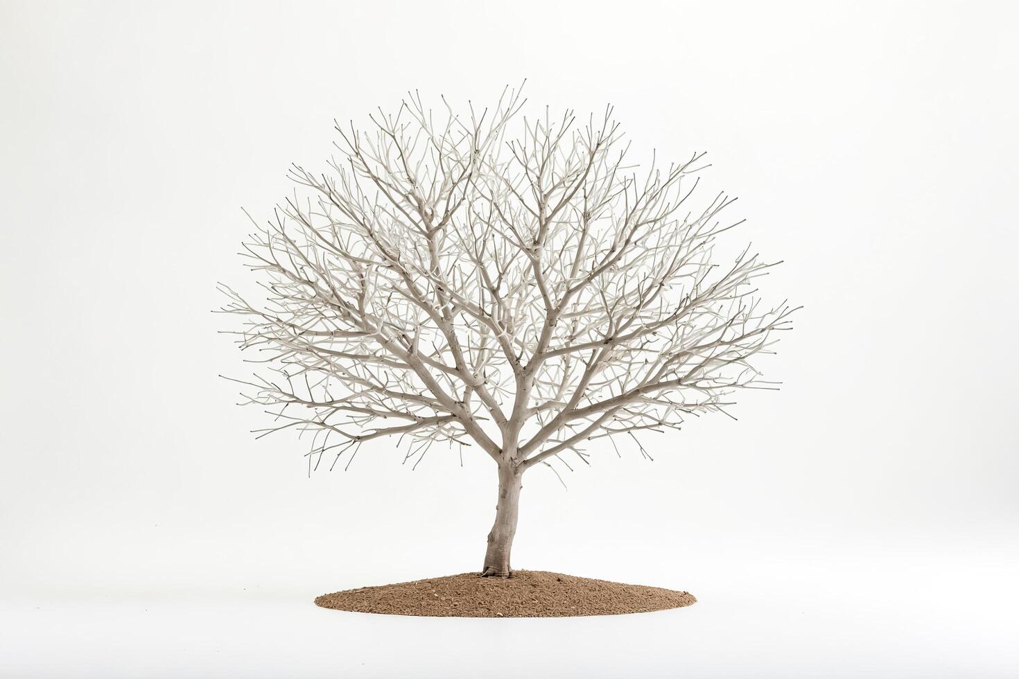 Bare Tree on White Background photo