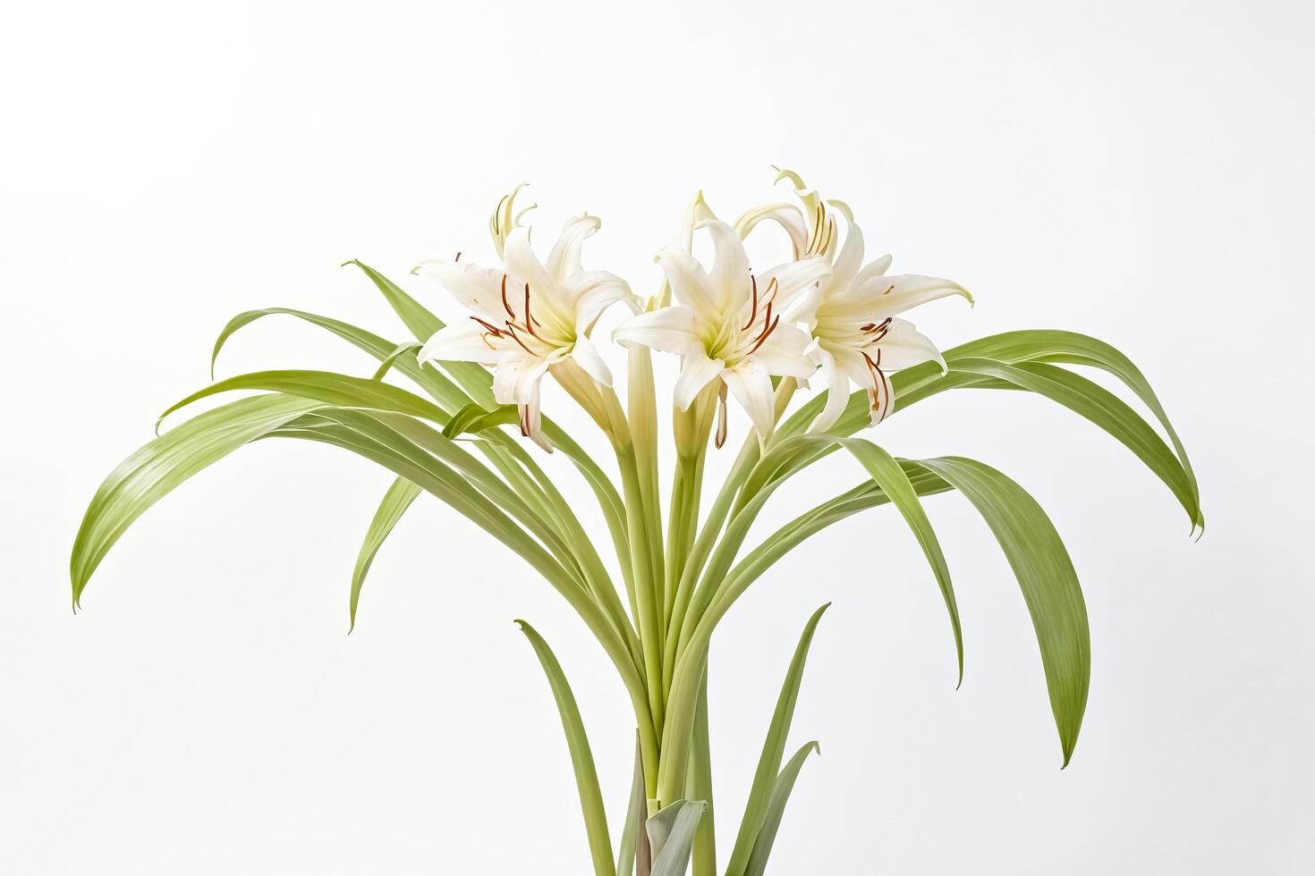 Close-up of white lilies with green leaves against a white background photo