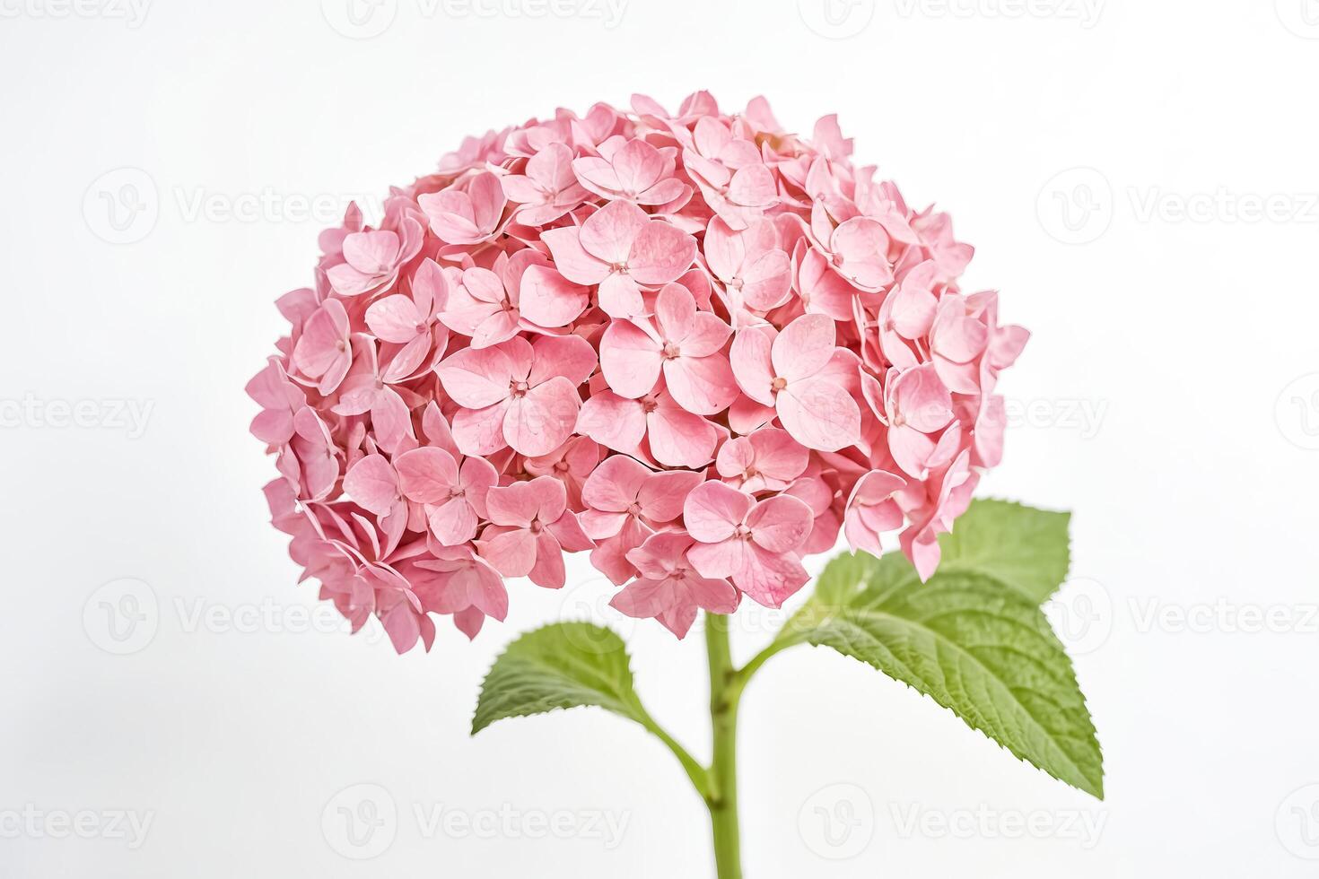 Pink Hydrangea Flower on White Background photo