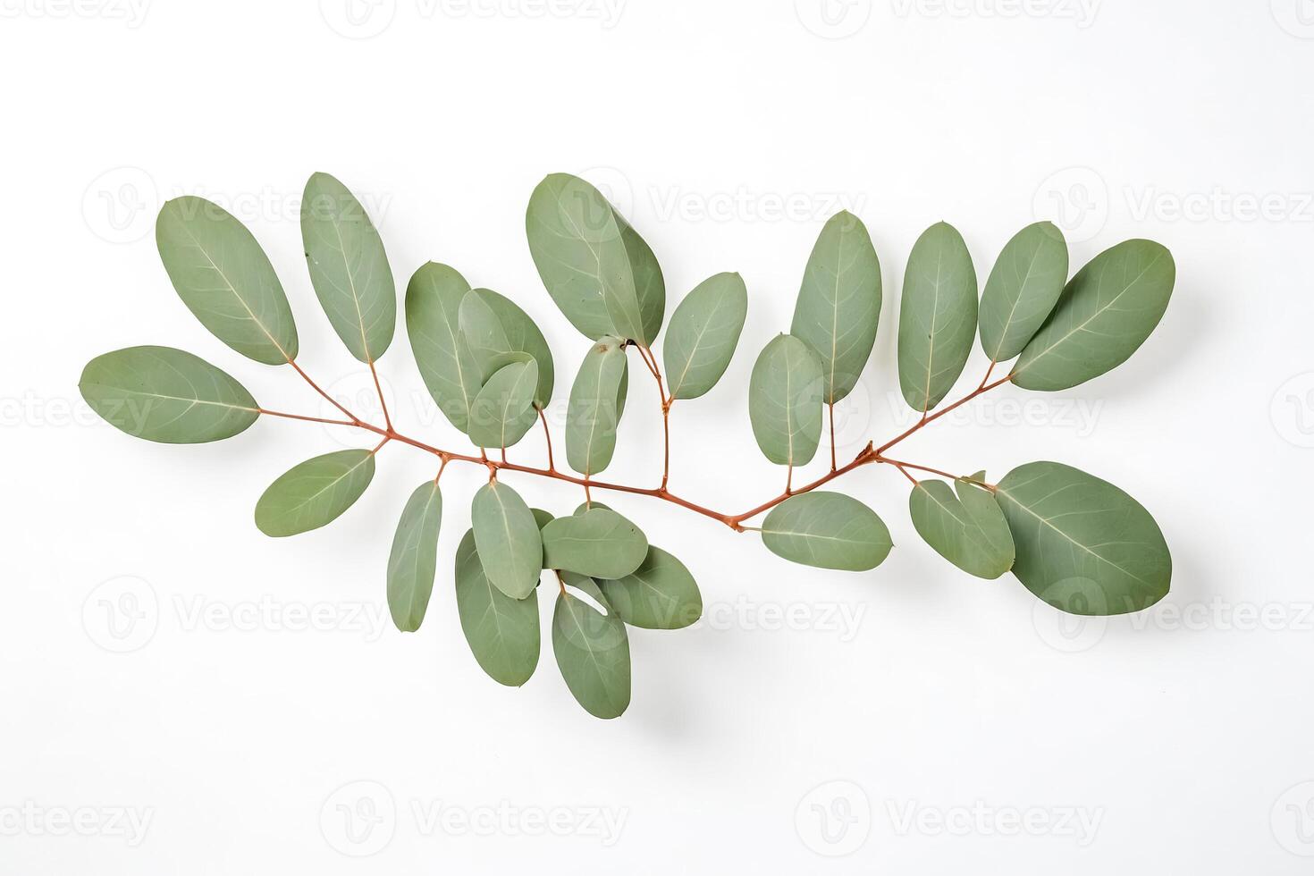 Eucalyptus Branch with Green Leaves Isolated on White Background photo