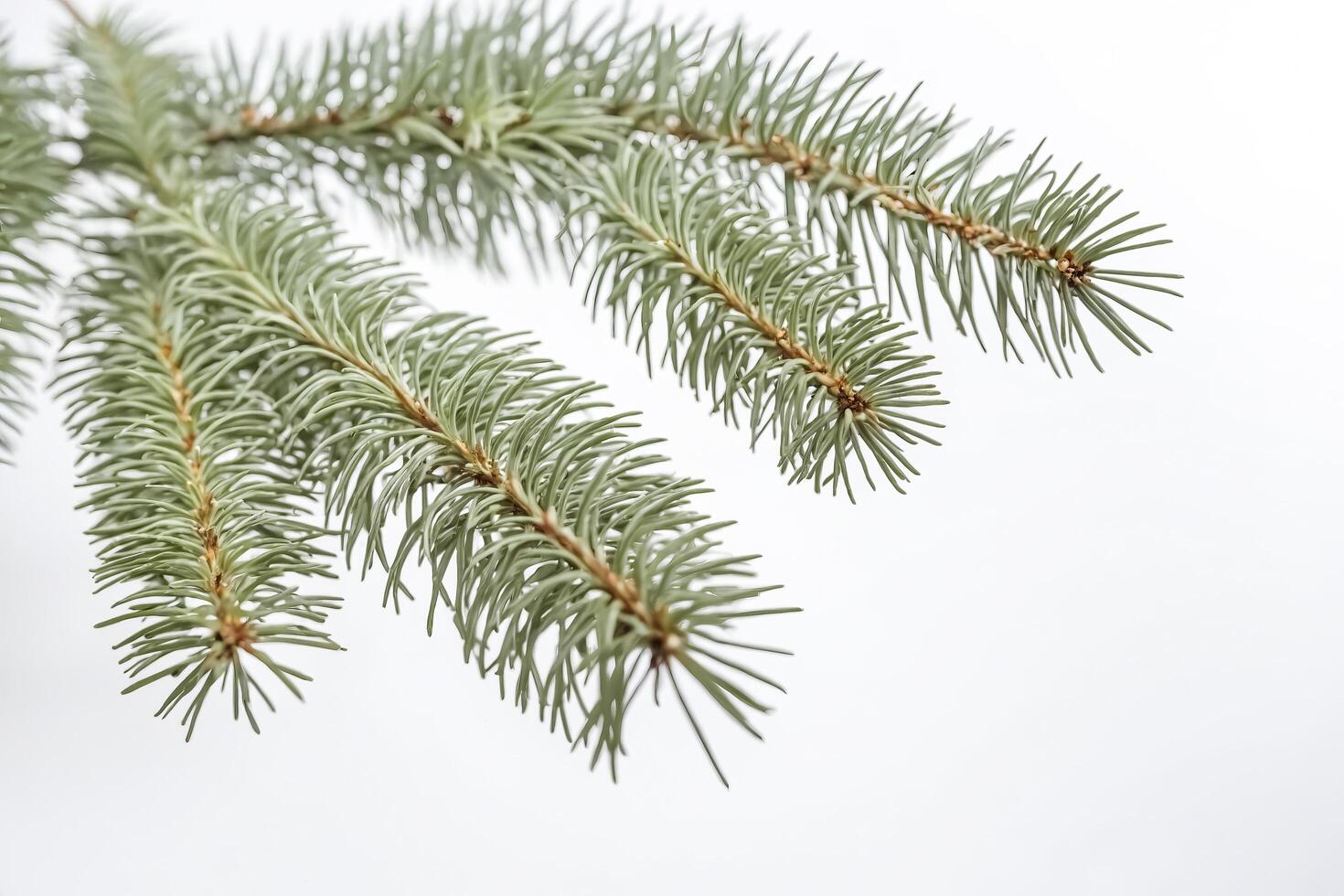 Close-up of Pine Needles Against a White Background photo