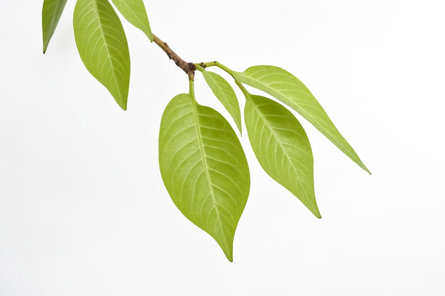 Green leaves isolated on white background photo
