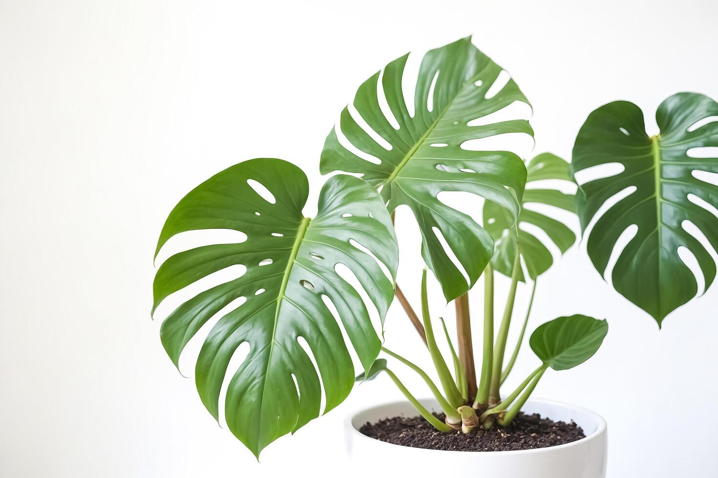 Monstera Deliciosa Plant In A White Pot photo