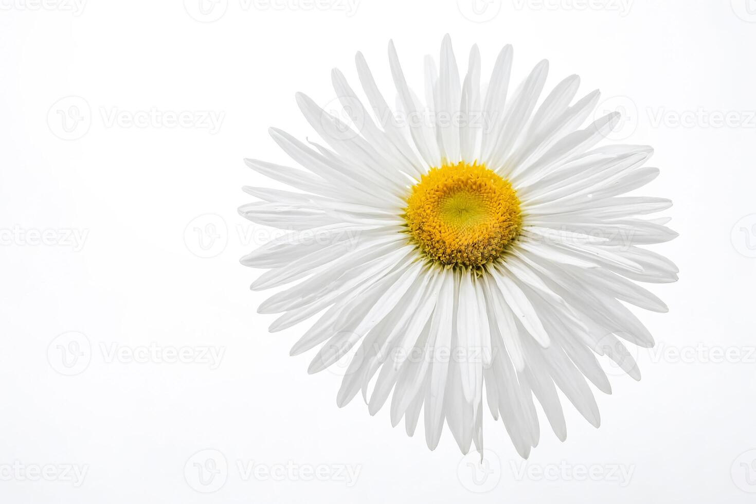 White Daisy Flower Isolated on White Background photo