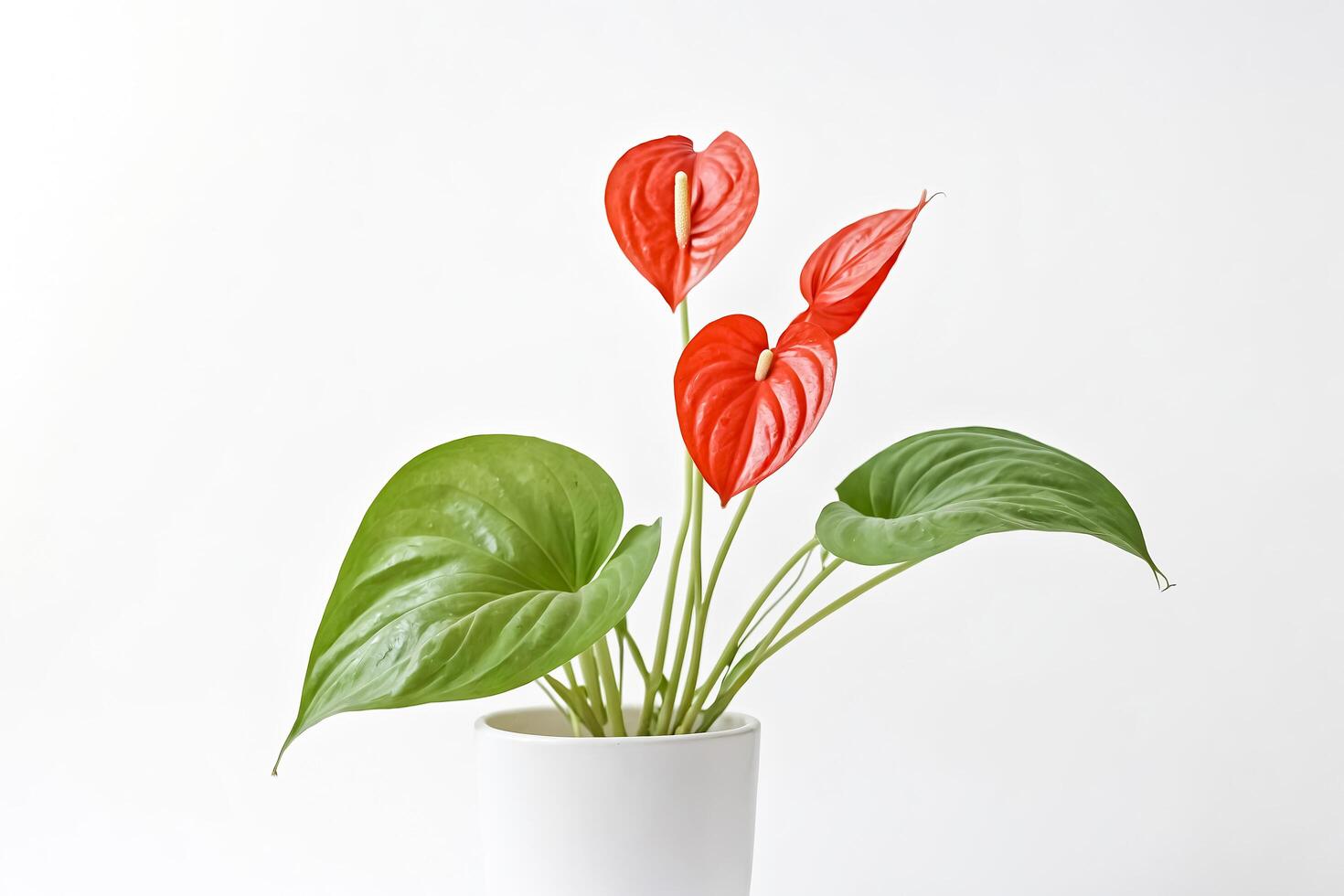 Red Anthurium Plant in White Pot photo