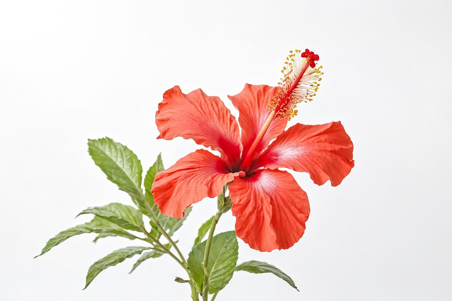 Red Hibiscus Flower on White Background photo