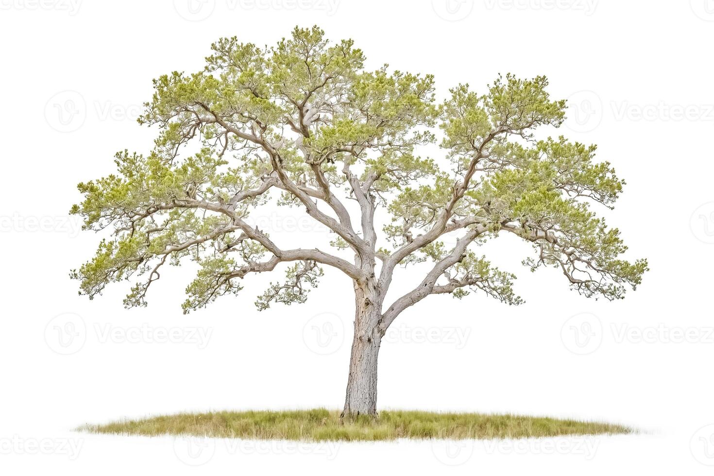Isolated Tree with Green Leaves and Grass photo