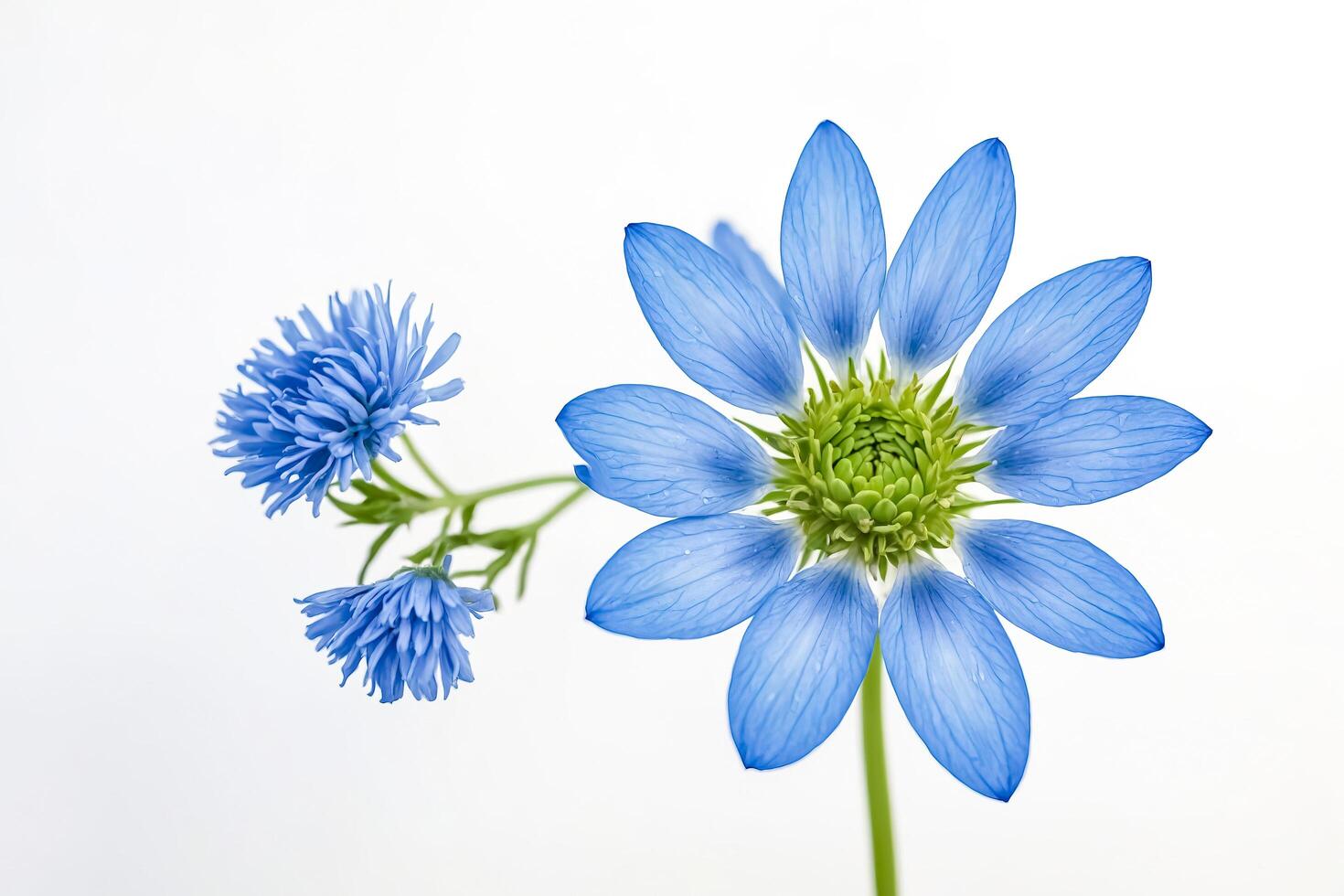 Delicate Blue Flower with Soft Petals photo