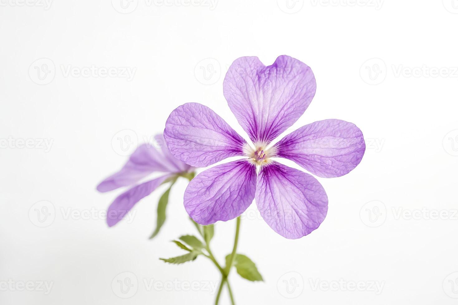 Single Purple Flower on White Background photo