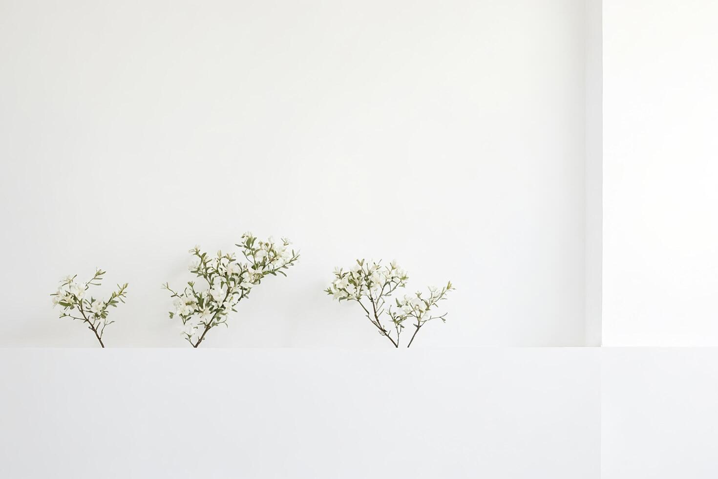White wall with three white flowers photo