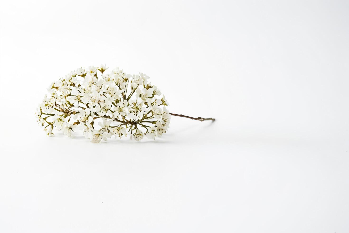 Delicate White Flower Sprig on White Background photo