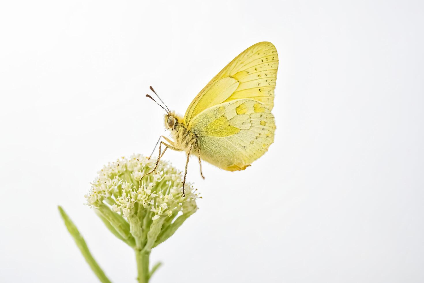 Yellow Butterfly on White Flower photo