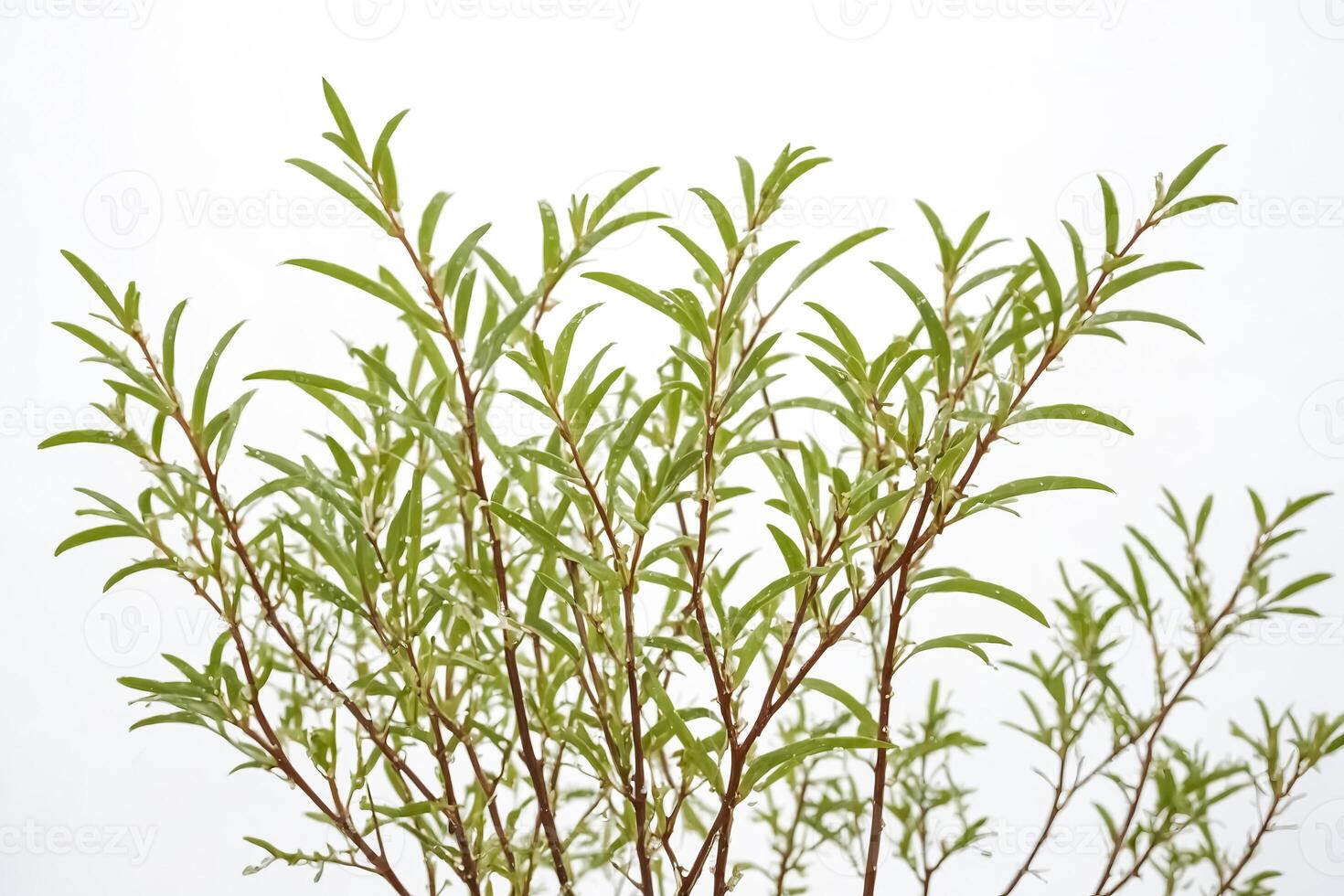 Willow Tree Branches with Dew Drops photo