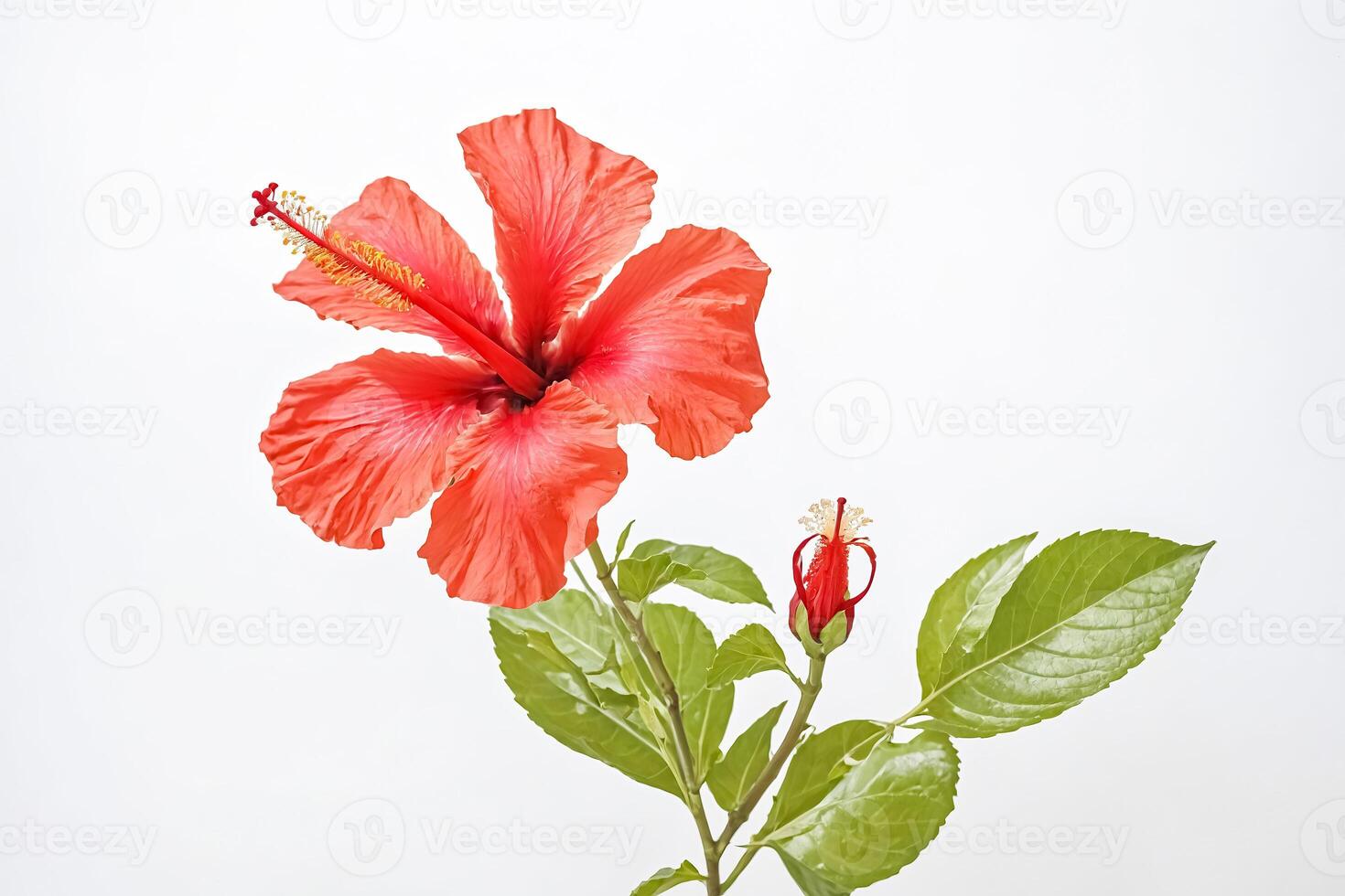 Single Red Hibiscus Flower with Bud on White Background photo