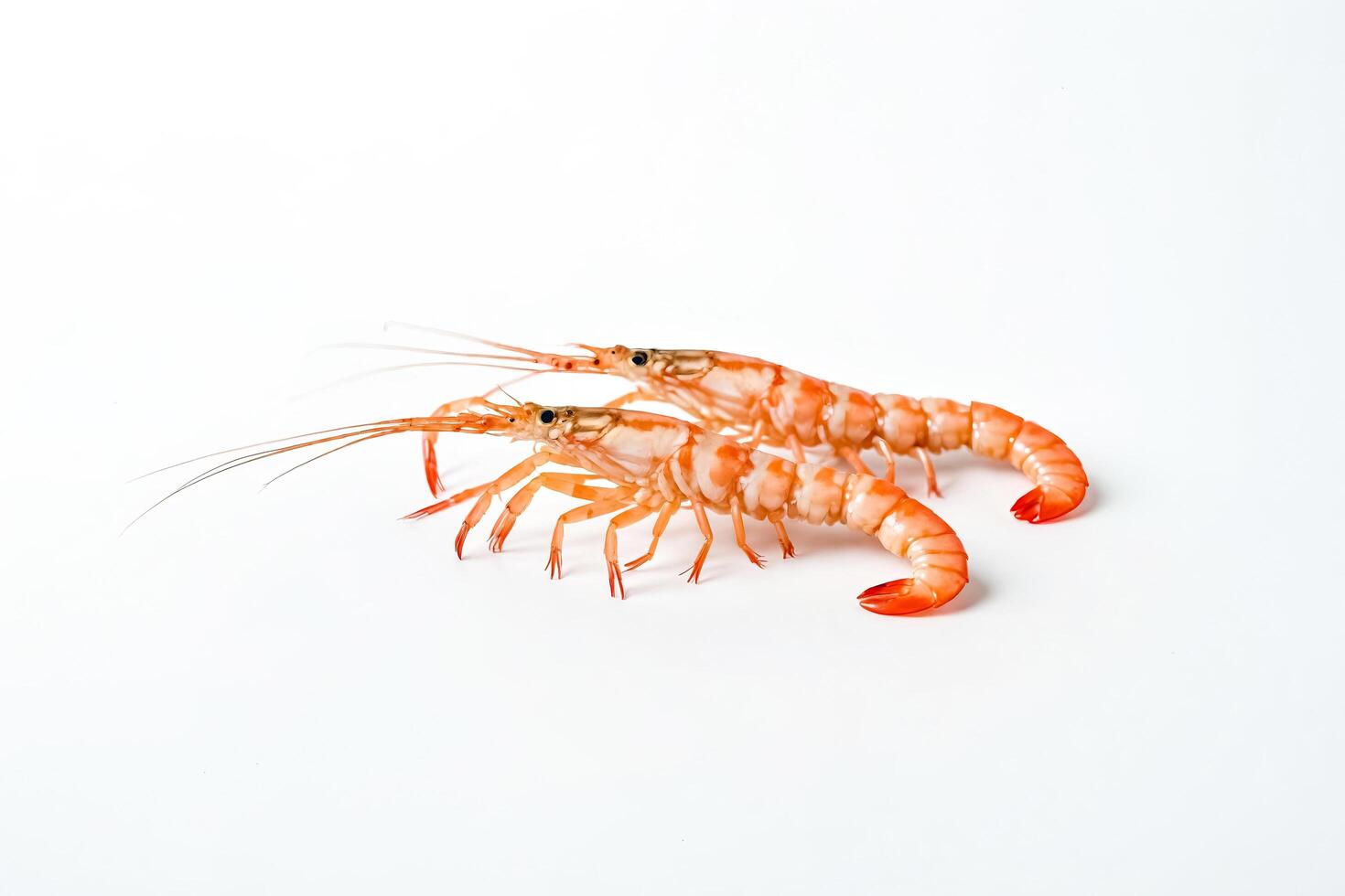 Two Fresh Cooked Prawns Isolated on White Background photo