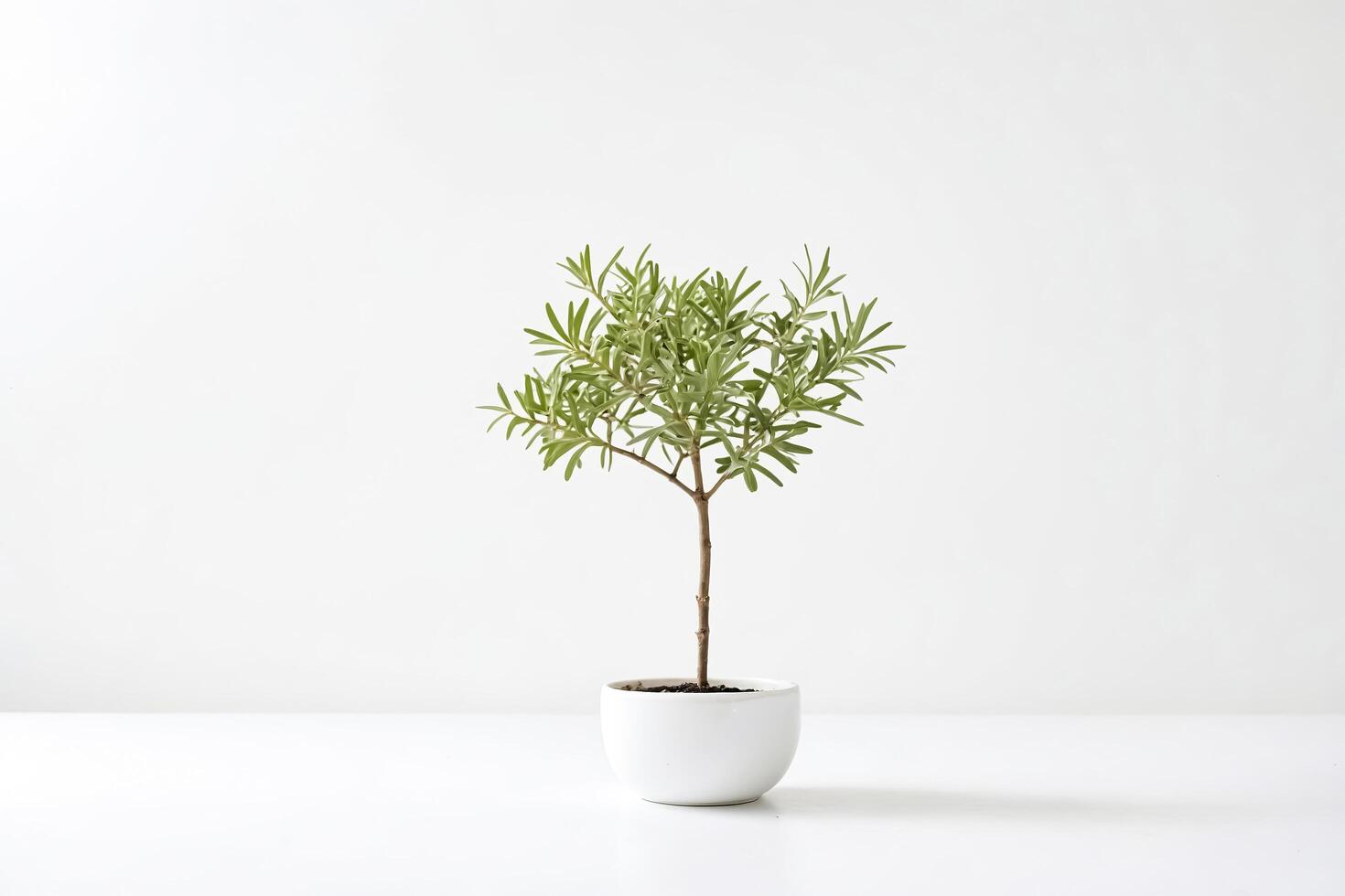 Green Plant in White Pot on White Background photo