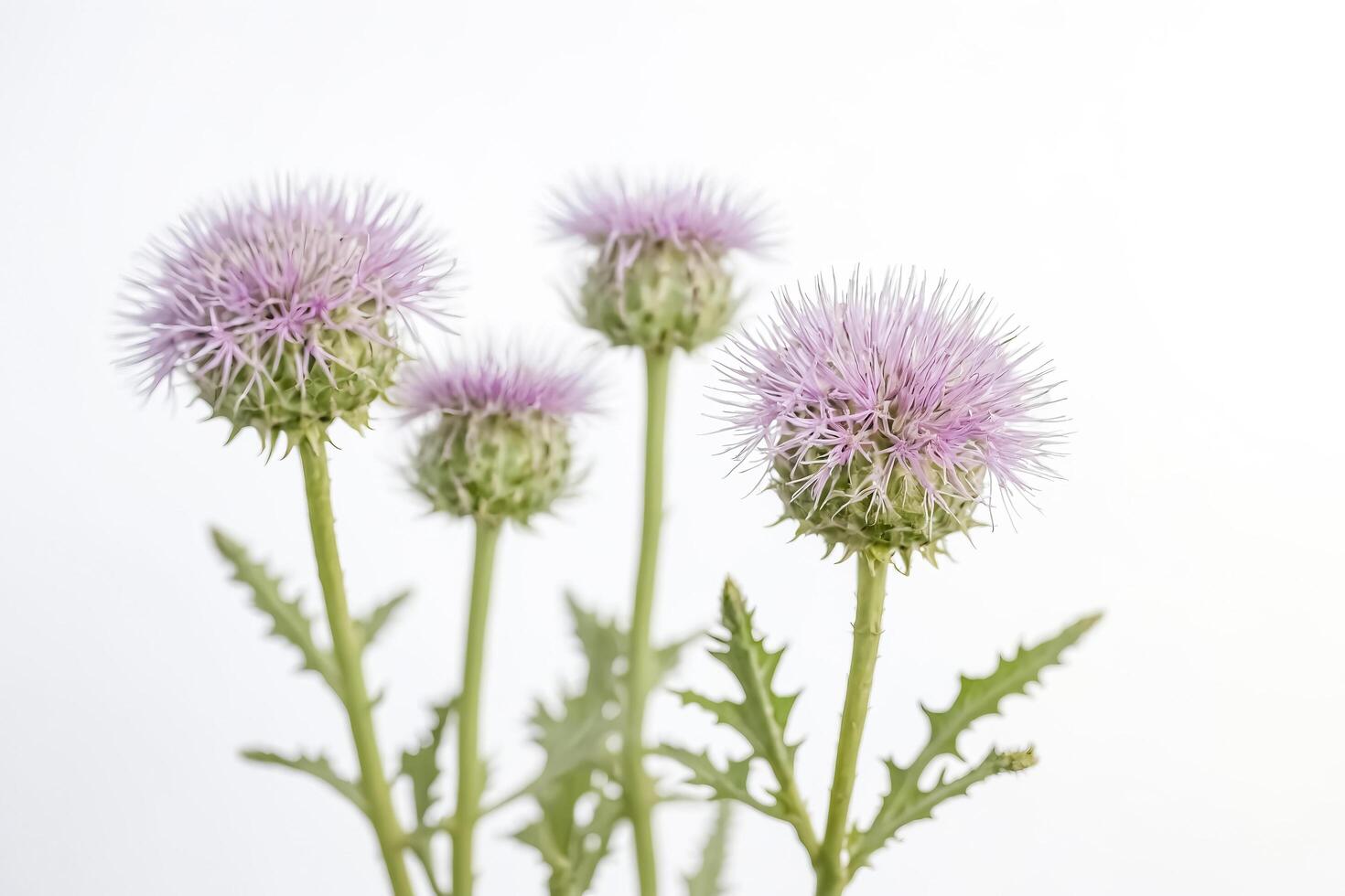 Close-up of a Purple Thistle Flower in Bloom photo
