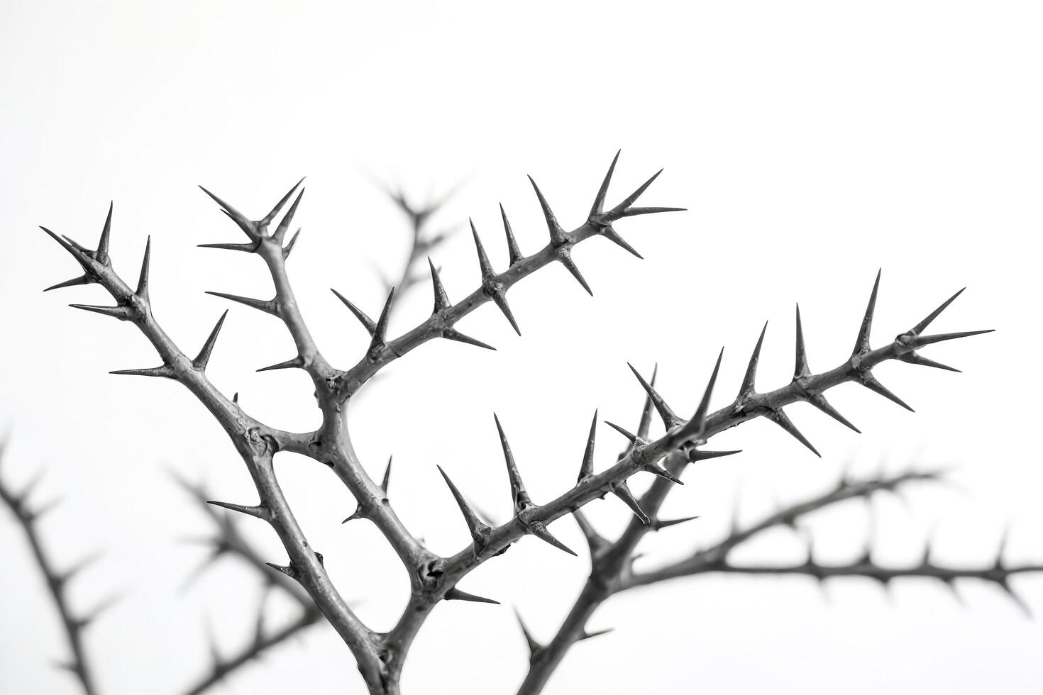Thorny Branch with White Background photo