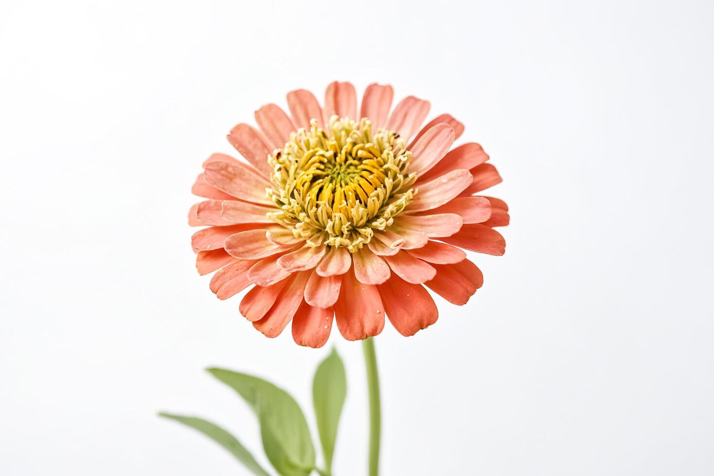 Close Up of a Single Pink Zinnia Flower with White Background photo