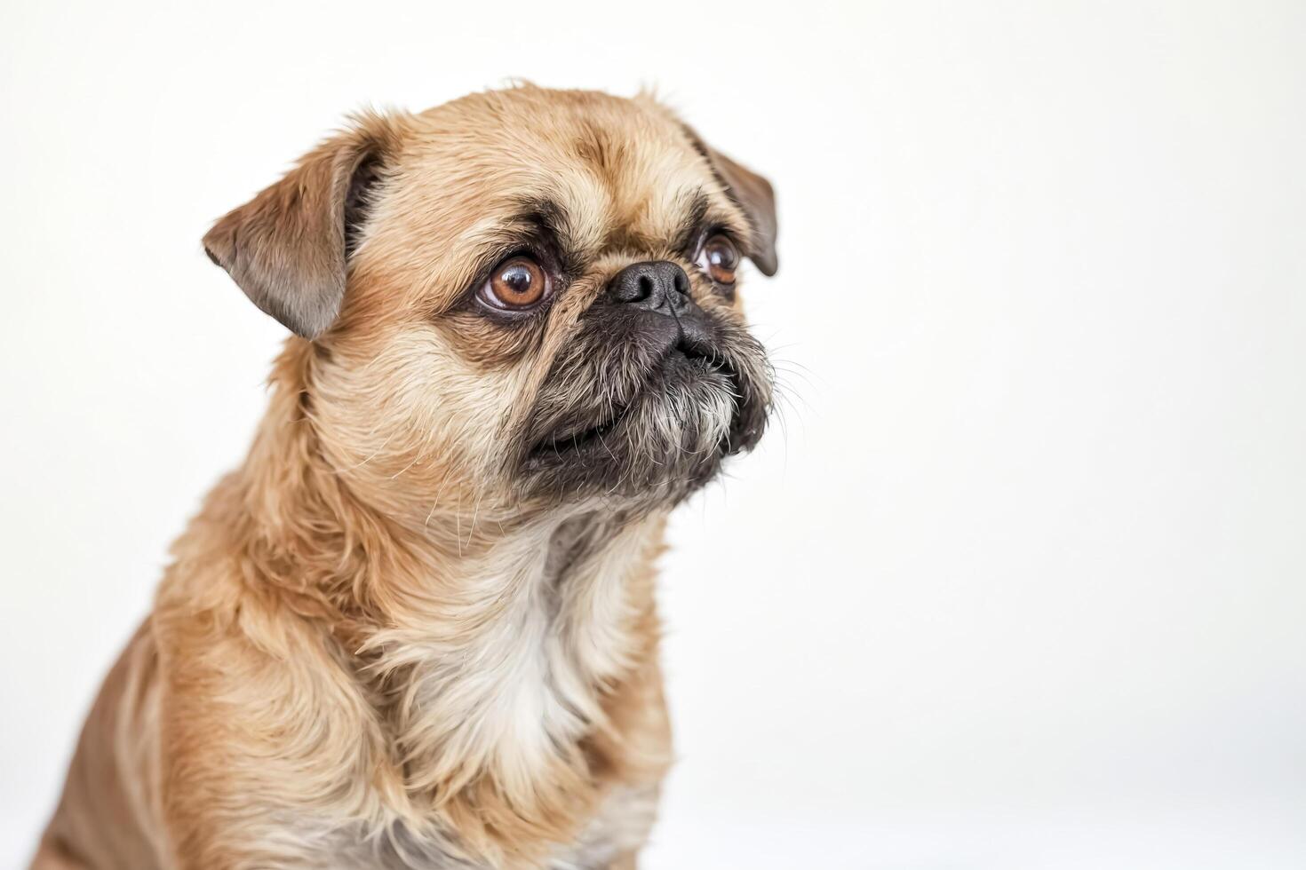 Close-up of a cute pug looking at the camera photo