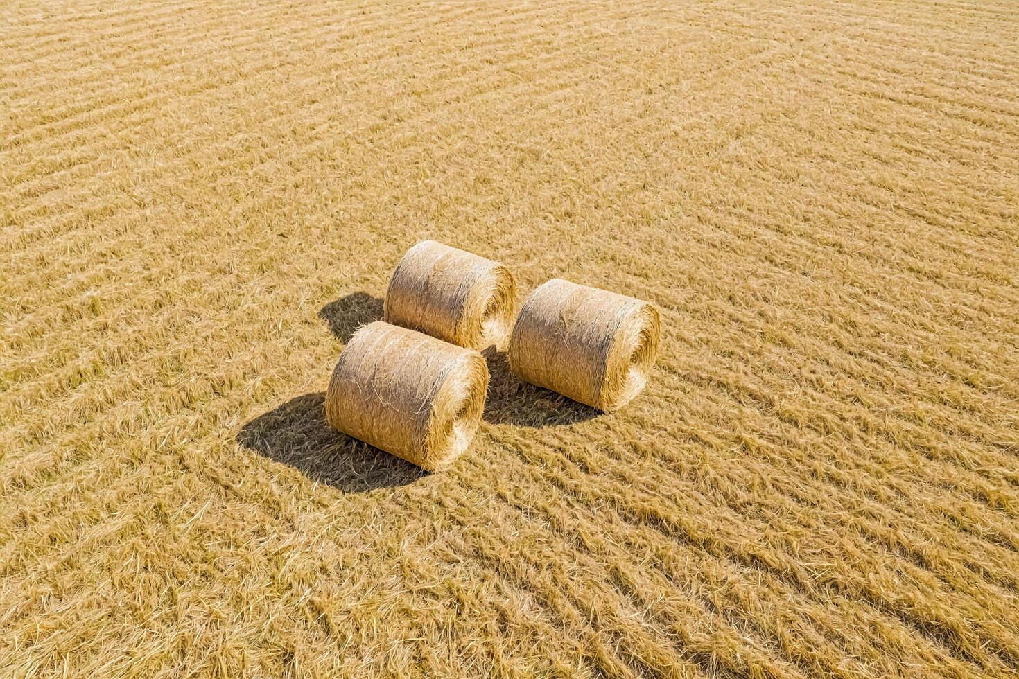 Hay Bales in a Field photo