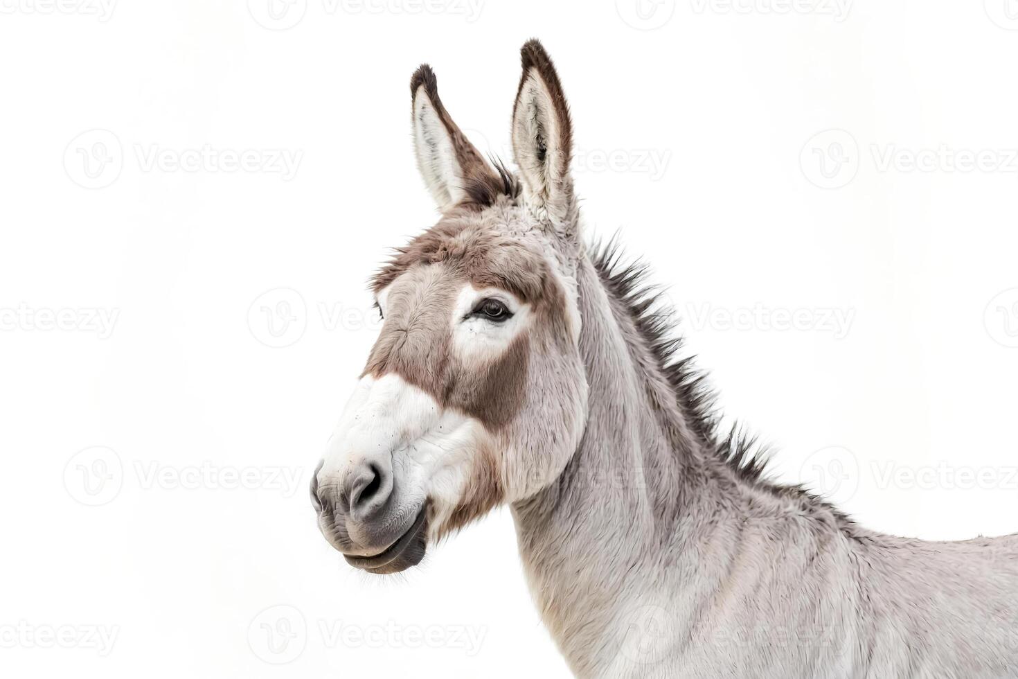 Close-up portrait of a gray donkey with white markings photo