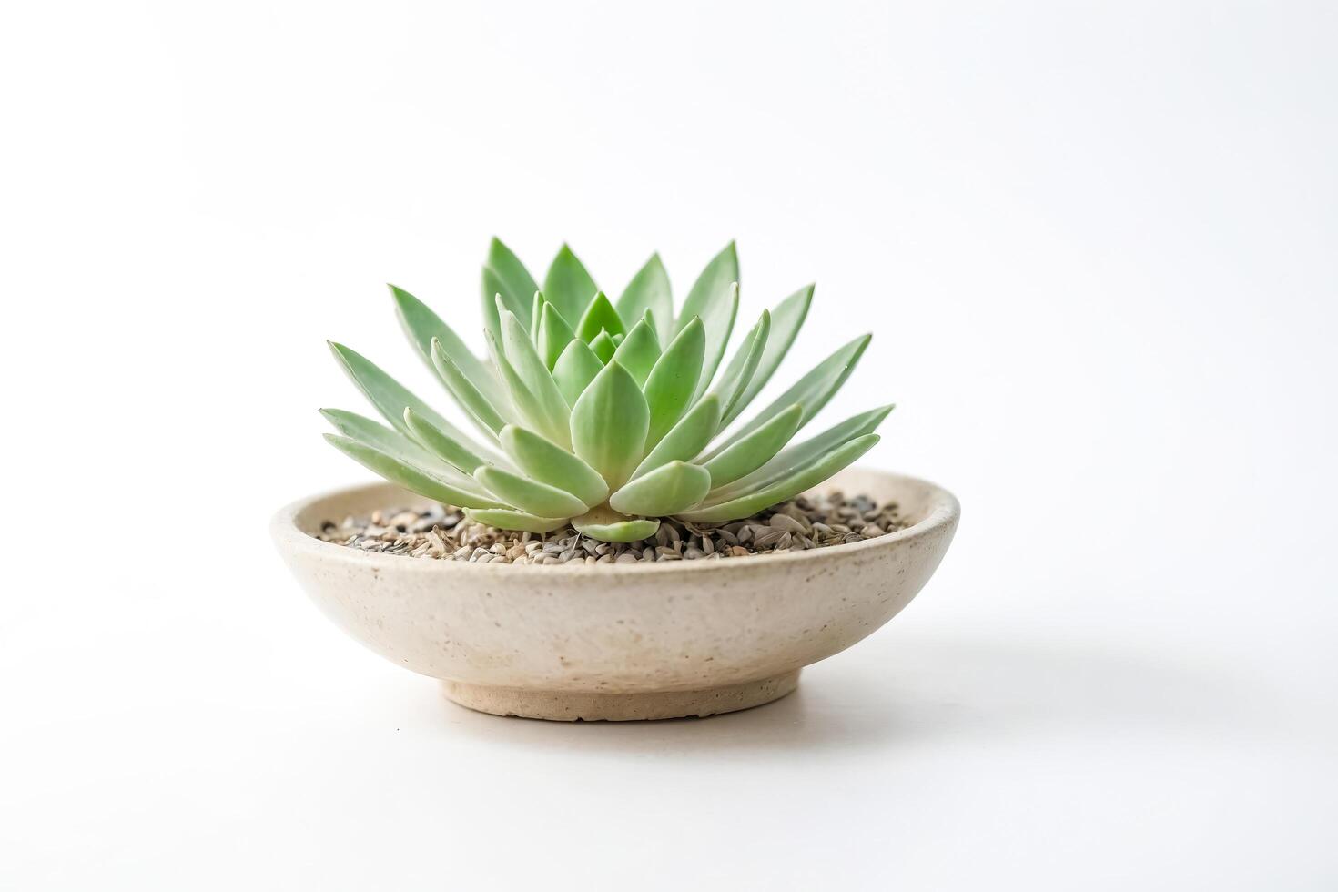 Succulent in a Pot on a White Background photo
