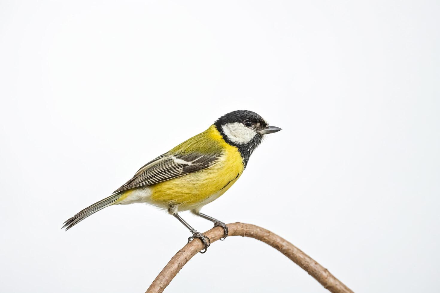 Great tit perched on a twig with a white background photo