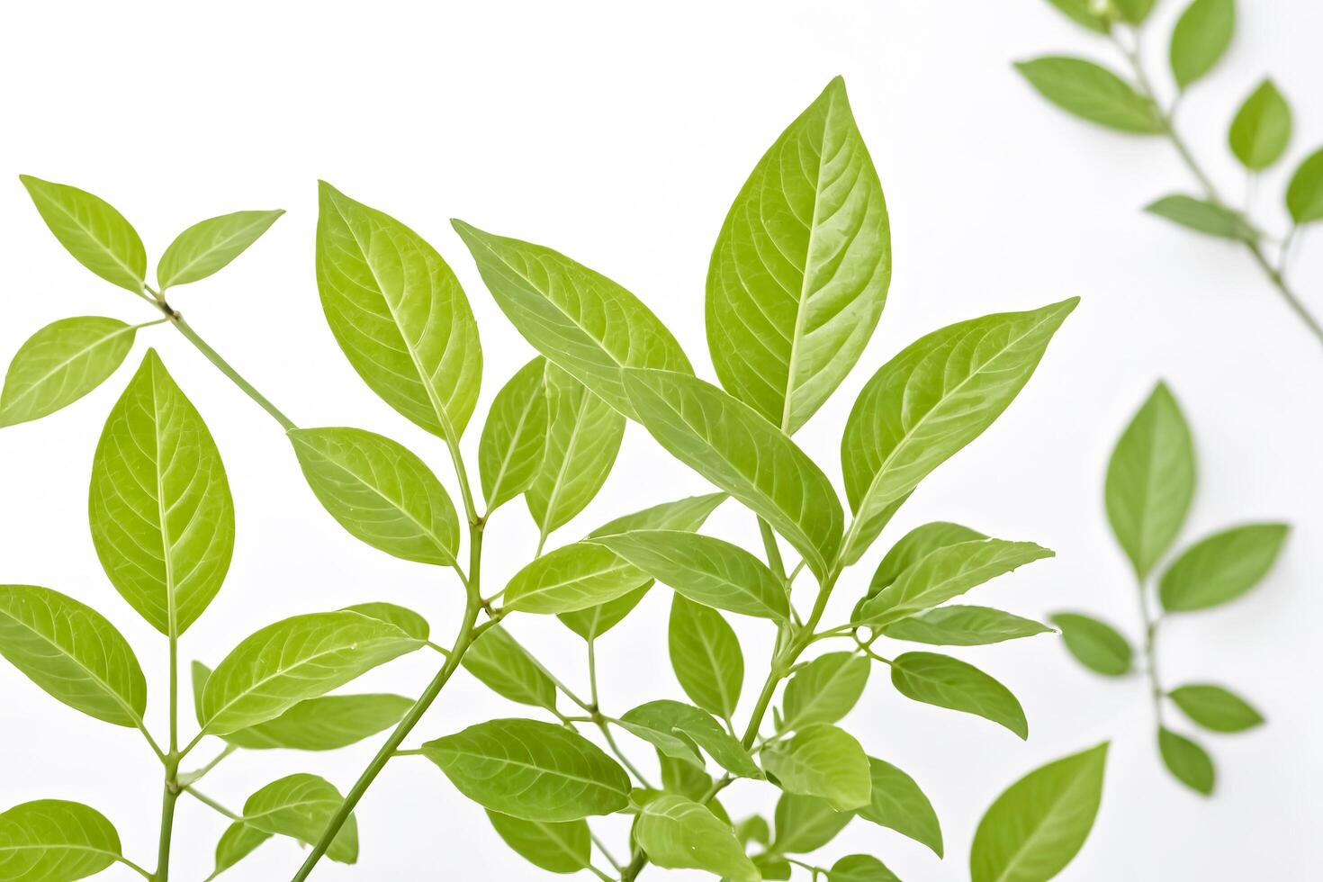 Green Leaves on a White Background photo