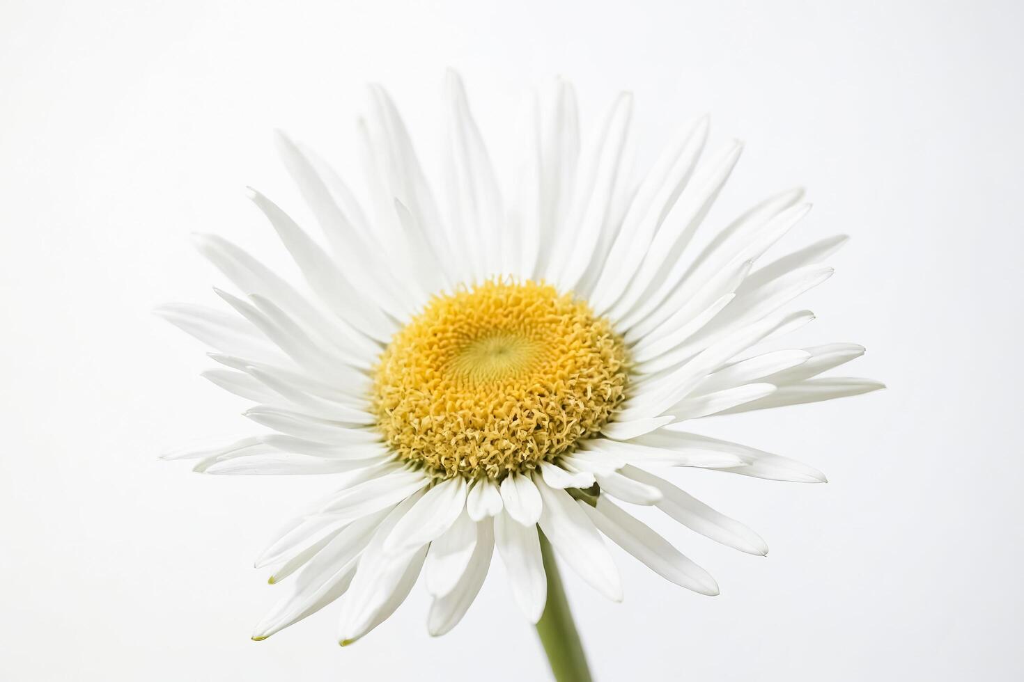 Single White Daisy on White Background photo