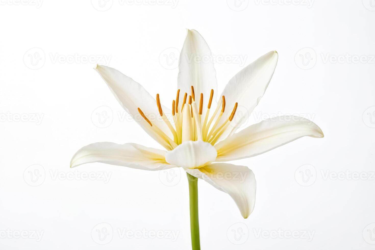 White Lily Flower on White Background photo