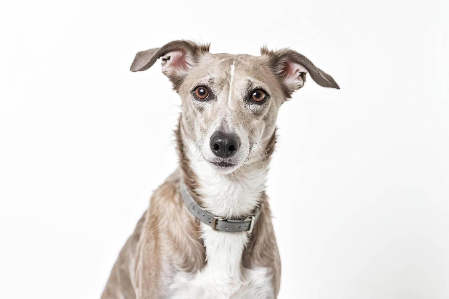 Whippet Dog Portrait with White Background photo