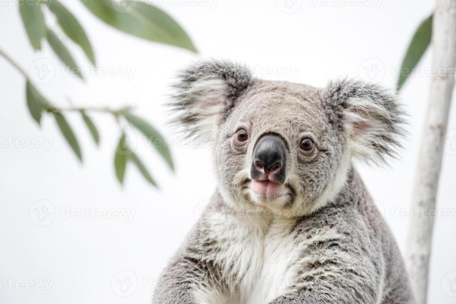 Close-up of a Koala's Face photo