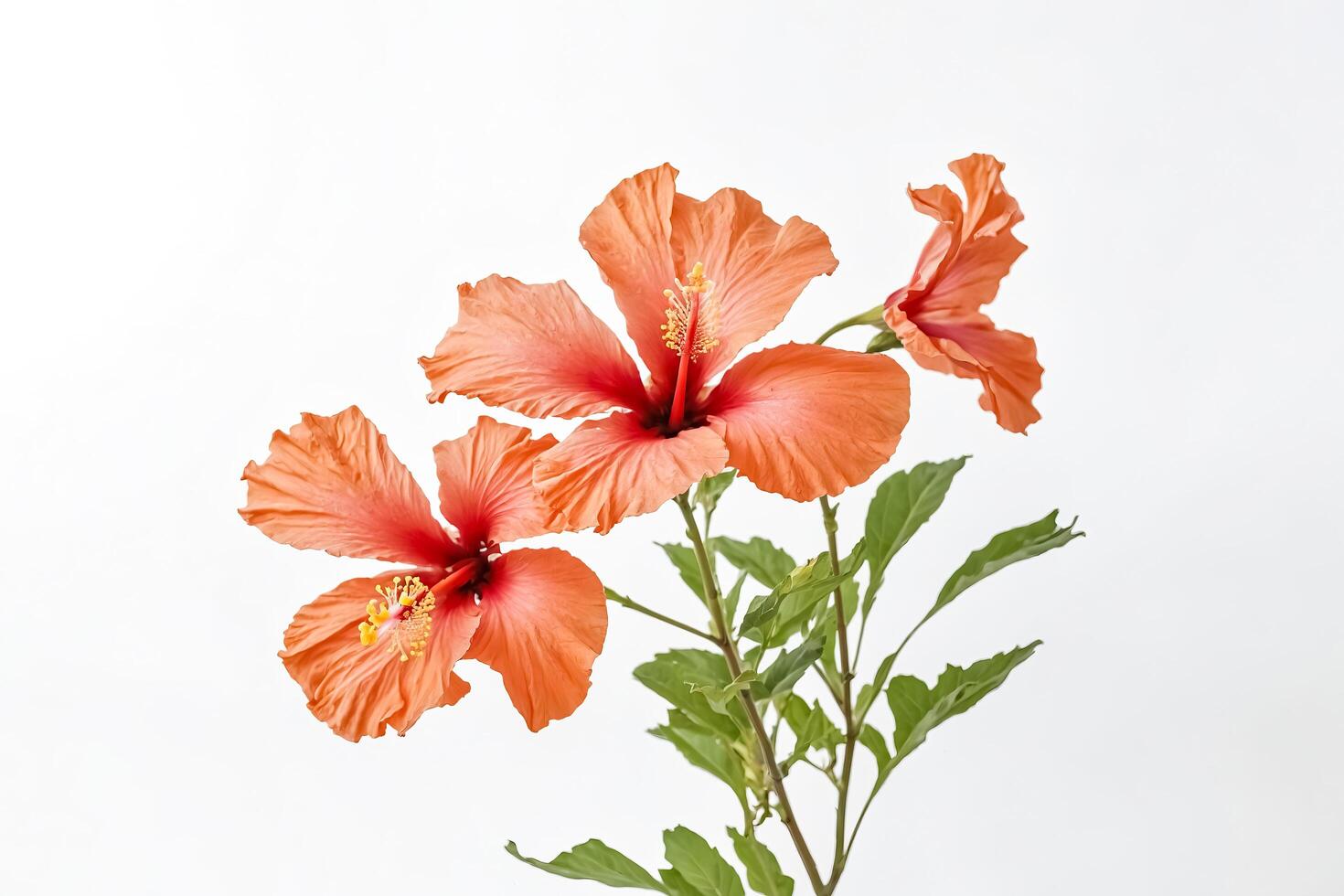 Peach Hibiscus Flower Isolated On White Background photo